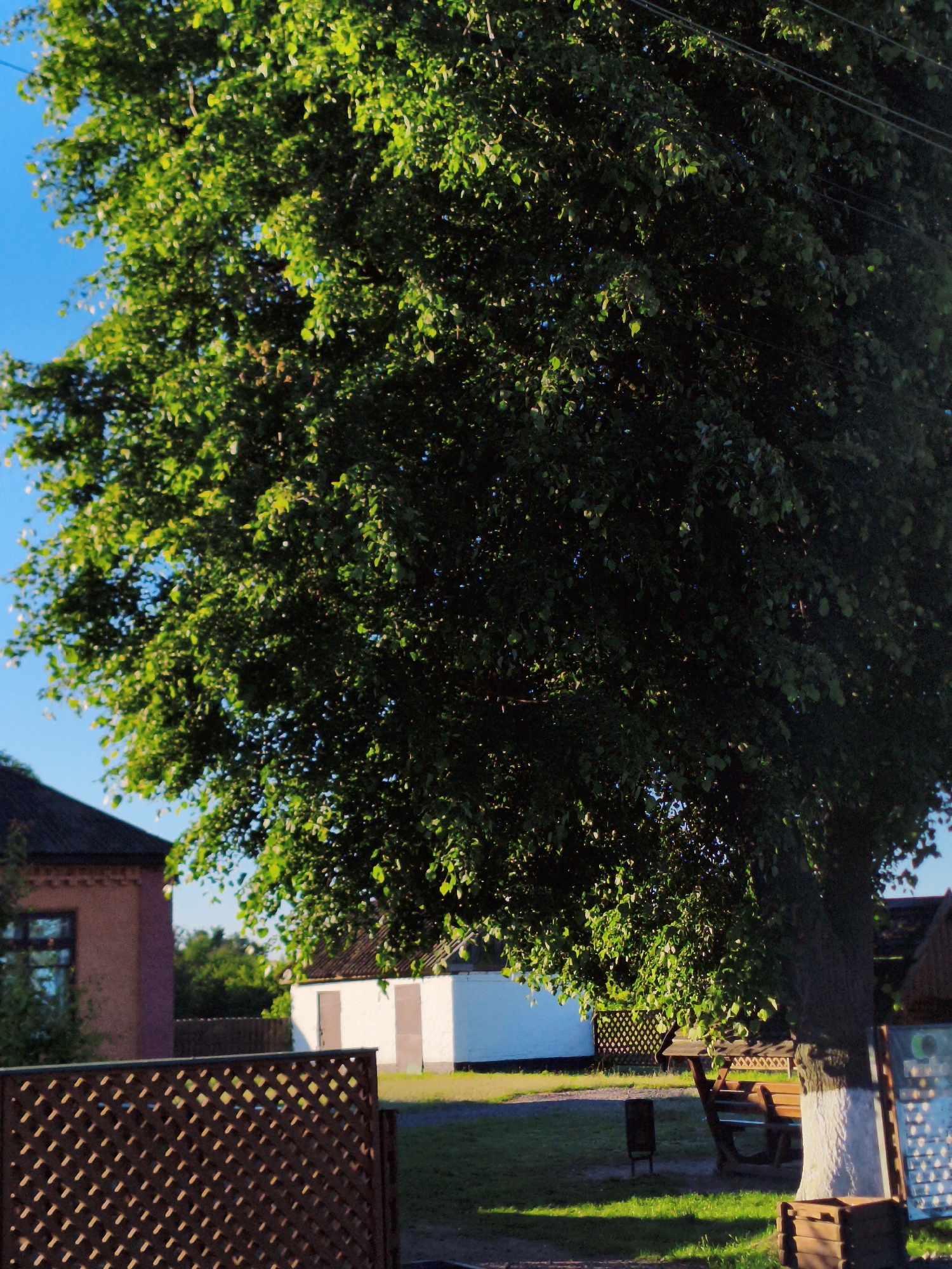 The image presents a scene in Ustyvytsia, Ukraine, dominated by a large, mature tree with a dense canopy of green leaves. The tree's trunk is partially whitewashed at the base. In the background, a lattice fence partially obscures a pink brick building with a visible window. Further back, a small white structure with brown doors is visible. Under the tree's canopy, a wooden bench and a small trash receptacle suggest a public space or rest area. The ground is covered in grass, with patches of sunlight filtering through the leaves. Above the tree, a bright blue sky is visible. Electrical wires are subtly visible weaving among the leaves. The overall scene depicts a quiet, perhaps rural or suburban, setting.