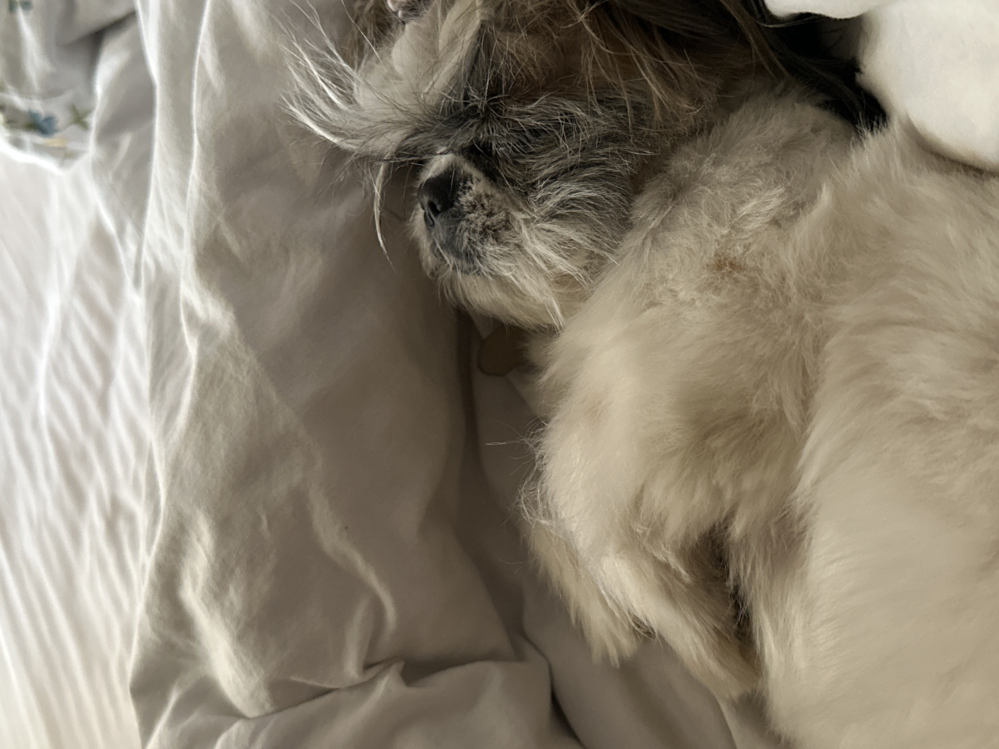 A small, light-furred dog with a dark muzzle is sleeping on a rumpled light-colored bed. The dog is positioned on its side, facing left, with its head nestled against a white pillow. The environment is a bedroom. There is no indication of the location being Tbilisi, Georgia.