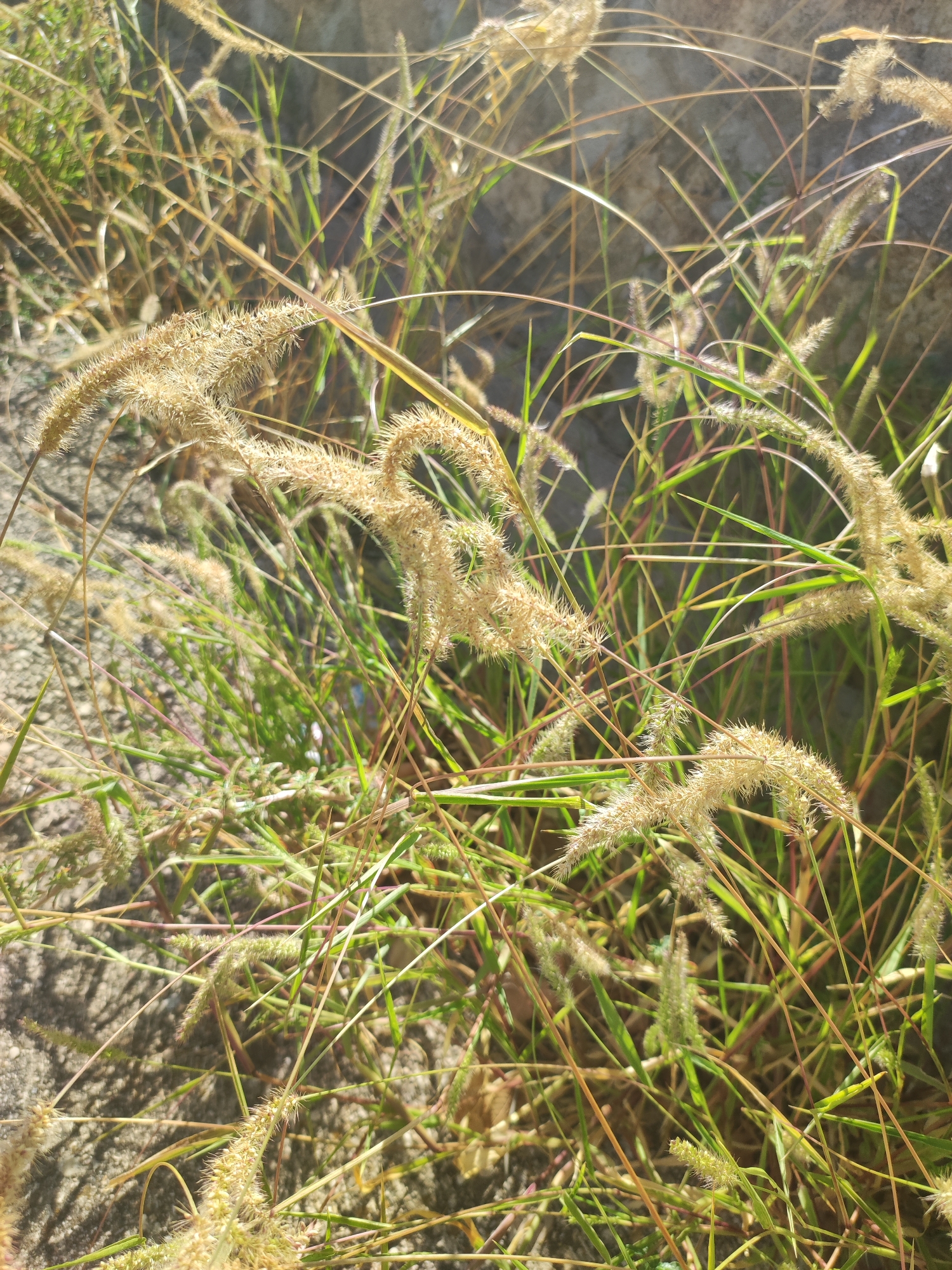 The image displays a close-up view of dry, feathery grass stalks and green blades of grass, suggestive of a natural or unkempt area. The texture of the grass is finely detailed, with the dry stalks appearing pale brown and fuzzy, while the green blades are a vibrant contrast. Sunlight casts shadows, indicating an outdoor setting during the day. The ground beneath is visible in some areas, appearing as a textured, grayish surface, possibly soil or sand. The overall impression is one of a natural, perhaps somewhat overgrown, environment. The scene is devoid of any human presence or identifiable structures, focusing solely on the botanical elements.
