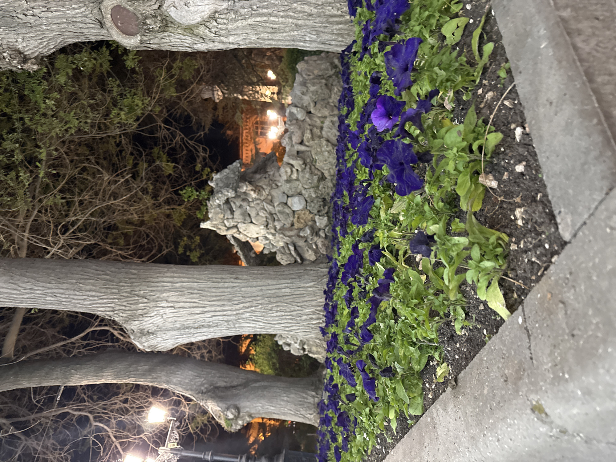 The image presents an outdoor scene with a flower bed of purple petunias in the foreground, growing in dark soil. The flower bed is bordered by a concrete structure. Behind the flowers is a rock formation, potentially a landscaped feature. In the background, trees with bare branches and some green foliage frame a building illuminated by artificial lights. The scene appears to be at night, or at dusk with artificial lighting. Based on the location, the scene is possibly in Sevastopol, Ukraine. Specific details about people, actions, and interactions are not visible in this image.