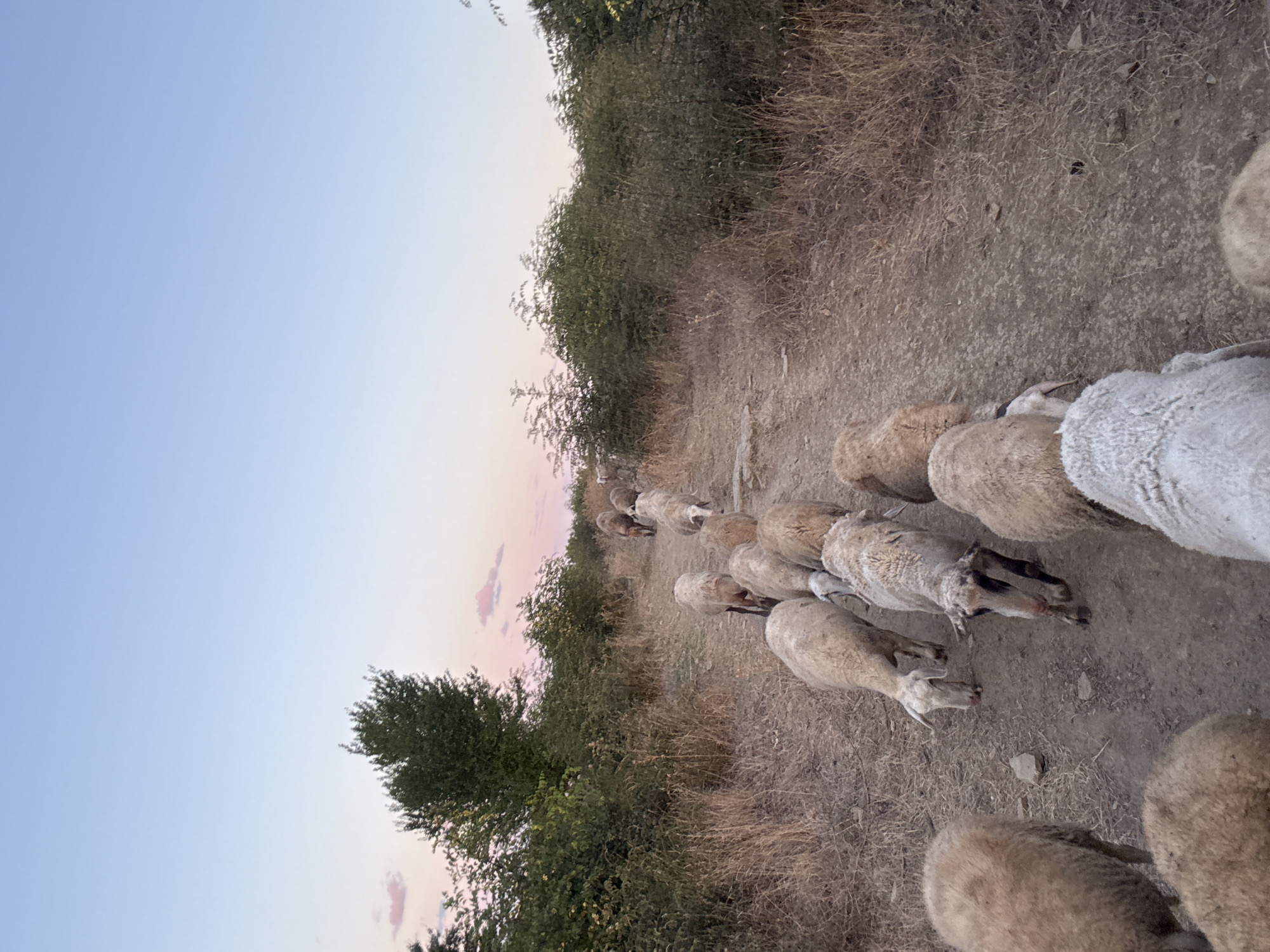 The image depicts a flock of sheep walking along a dirt path in a rural area. The sky is a soft gradient of blue and pink, suggesting either dawn or dusk. The path is flanked by dry grass and dense green bushes. The sheep are mostly facing away from the camera, walking in the same direction. Their woolly coats are visible, and some have darker markings around their faces and legs. In the background, more sheep are visible further down the path, and some trees are scattered throughout the landscape. The scene appears to be set in a natural, undeveloped environment. This image was taken in the vicinity of Tankovo, Bulgaria.