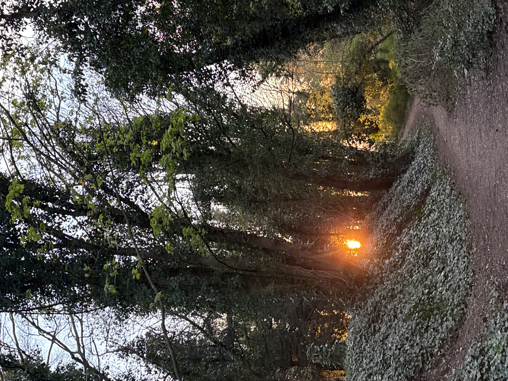 The image shows a dirt path winding through a forested area, likely a park or nature reserve. The path is bordered by dense foliage, primarily trees and ground cover, with ivy or similar plants climbing the sides. Sunlight filters through the trees, creating patches of light and shadow along the path and illuminating the foliage. The sky is visible through gaps in the trees, appearing light with a hint of blue. The overall atmosphere suggests a serene and natural setting. The location is not specified to be Great Yarmouth. No people, interactions, or actions are visible.