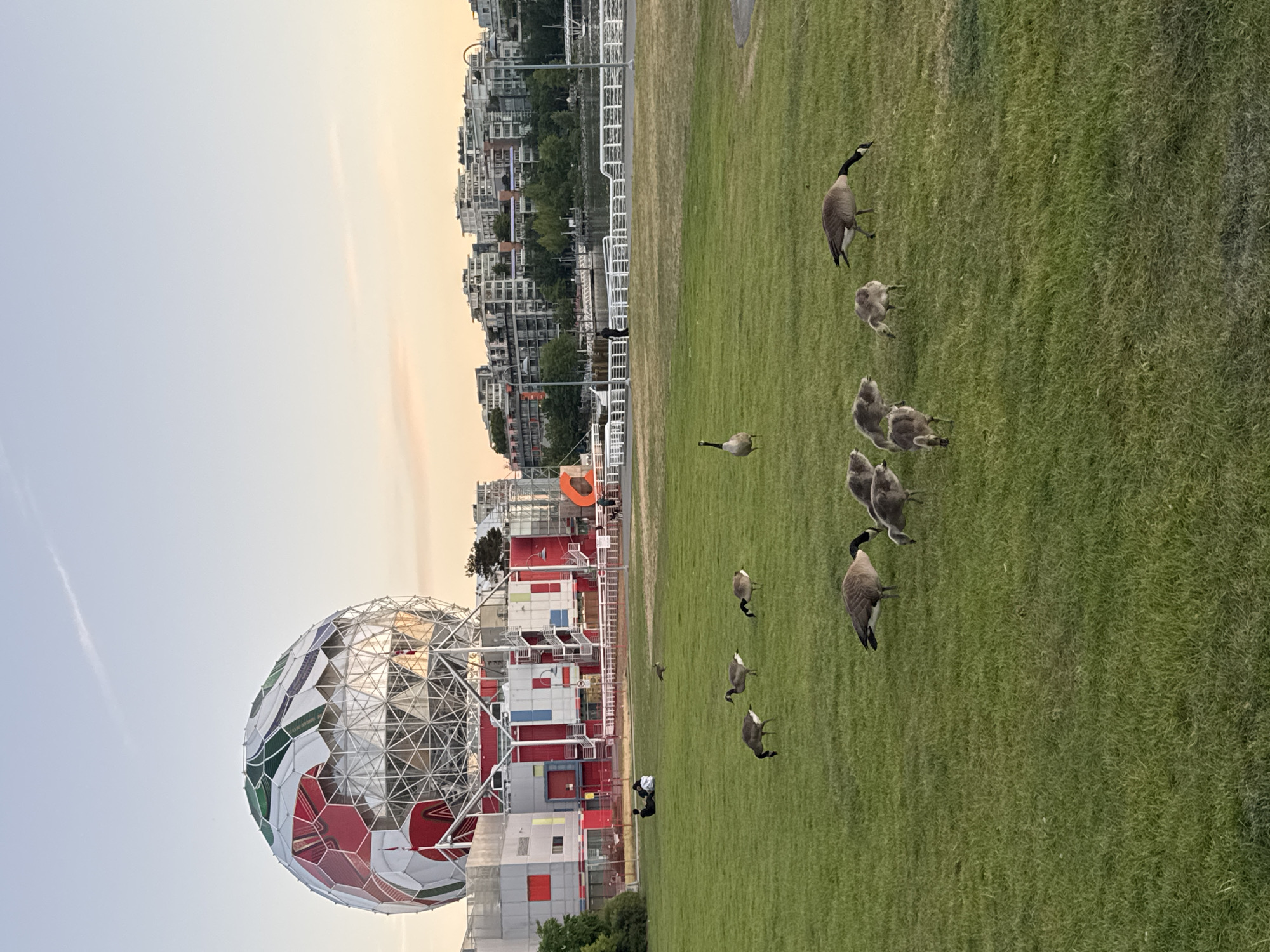The photograph shows a group of Canada geese on a grassy field in Vancouver, Canada, with Science World in the background. There are several geese, adults and goslings, scattered across the field. Science World, a geodesic dome structure with red and white panels, is situated near the edge of the field. Behind Science World, there is a cityscape with buildings. The sky is a light color. The photograph seems to be taken during the daytime.