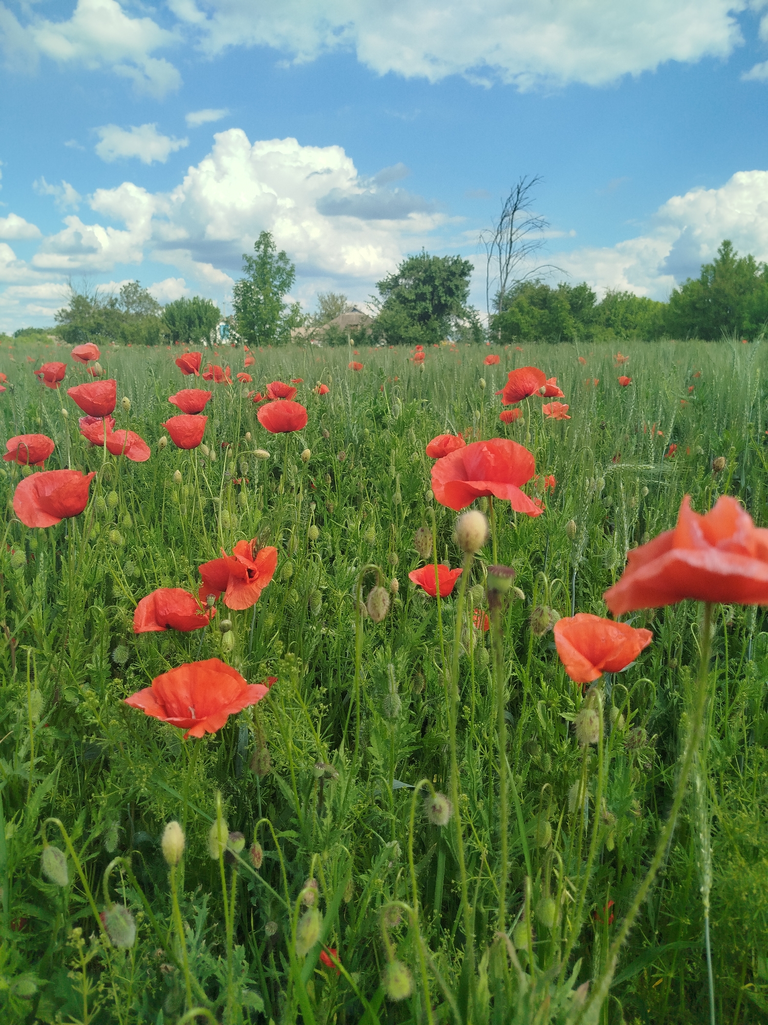 The image displays a vibrant, sunlit field of red poppies (Papaver rhoeas) interspersed with lush green foliage, likely young wheat or other field crops. Numerous bright red poppy blossoms are scattered across the scene, particularly prominent in the foreground and midground, alongside many unopened poppy buds.
In the background, a line of deciduous trees forms a natural boundary, with hints of distant buildings or houses nestled among them, suggesting a rural or countryside setting. Above, a clear blue sky is filled with scattered, fluffy white cumulus clouds. The bright illumination indicates it is daytime, likely late morning or early afternoon, under fair weather conditions.
The photograph captures a tranquil and picturesque natural landscape, highlighting the striking contrast between the vivid red poppies and the varying shades of green vegetation. There are no people visible, and no specific activity is taking place other than the natural growth of the plants. No visible text is present in the image. The scene is set in Ustyvytsia, Ukraine, showcasing its natural beauty.