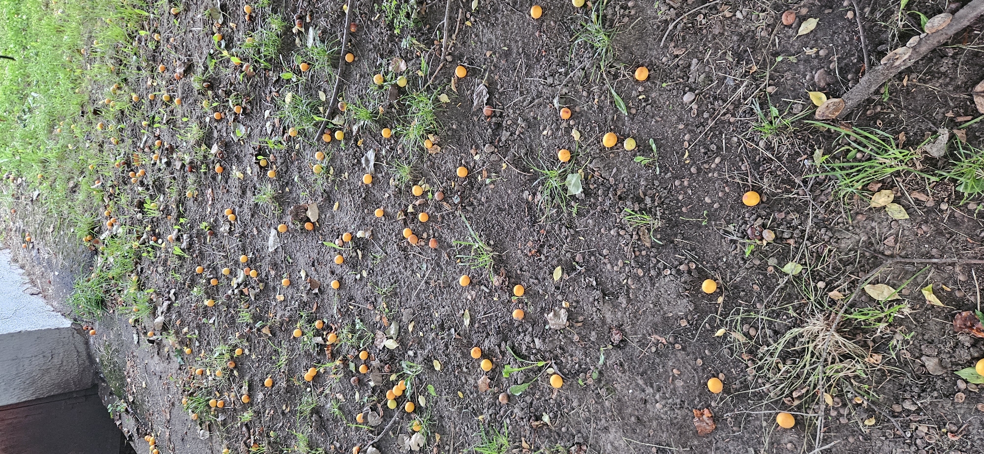 The image depicts a ground-level view of a patch of dirt with scattered orange fruits and some sparse grass. The fruits are small and round, appearing to have fallen from a tree. They are distributed unevenly across the dark soil, with some concentrated in groups and others isolated. Small patches of green grass are growing amongst the dirt and fallen fruits. Dried leaves and small twigs are also visible on the ground, suggesting an outdoor setting. The scene is consistent with a section of ground near a building, indicated by a sliver of a white-painted structure visible in the upper left corner, and a darker, possibly wooden, section to its left. The lighting suggests an overcast day or diffused light. The overall impression is one of natural decay or a harvest aftermath. There are no people or animals visible in the image.