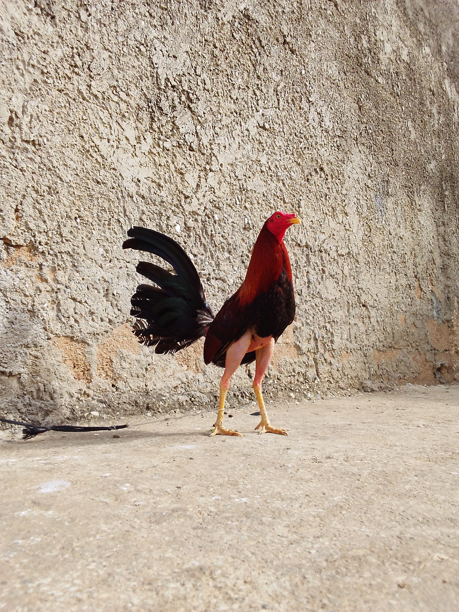 A solitary rooster stands prominently in an outdoor setting, facing towards the right side of the frame. The rooster exhibits striking plumage: a vibrant red head, comb, and wattles, with a yellow beak. Its neck and upper body are covered in rich dark red feathers, which transition to glossy black on its lower body and long, fanned tail feathers that shimmer with iridescent hues. The rooster's legs are long, slender, and featherless, appearing in a pale yellow or light orange hue, with visible scales and spurs.
The rooster is positioned on an uneven, light-colored ground surface, which appears to be concrete or hard-packed dirt, scattered with small pebbles and debris. Behind the bird, a tall, rough-textured wall serves as the backdrop. The wall is light beige or off-white with significant textural variations, resembling coarse stucco or aged concrete, and shows areas of darker discoloration, possibly from moisture or age.
The scene is bathed in bright, clear daylight, indicating either morning or afternoon, with strong shadows suggesting direct sunlight. A dark, possibly black, rope or cable lies on the ground in the lower-left corner of the image. There are no other subjects, specific activities, or visible text present. The overall impression is one of a calm, sunny day with the rooster as the sole, alert focus.