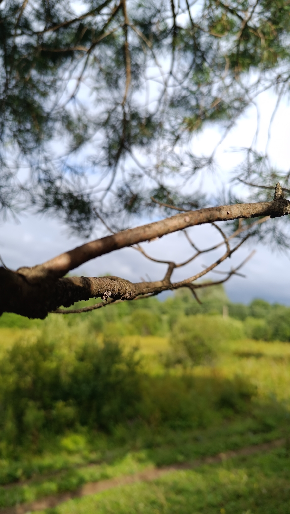 The image shows a close-up of a pine tree branch with a blurry background of a field and sky. The branch is brown and textured, with small twigs extending from it. The background is a soft green and yellow, indicating a field of grass and trees. The sky is a light blue with some clouds. There are no people or animals visible in the image. The image does not provide any information about the location in the city of Karsha, Russia.