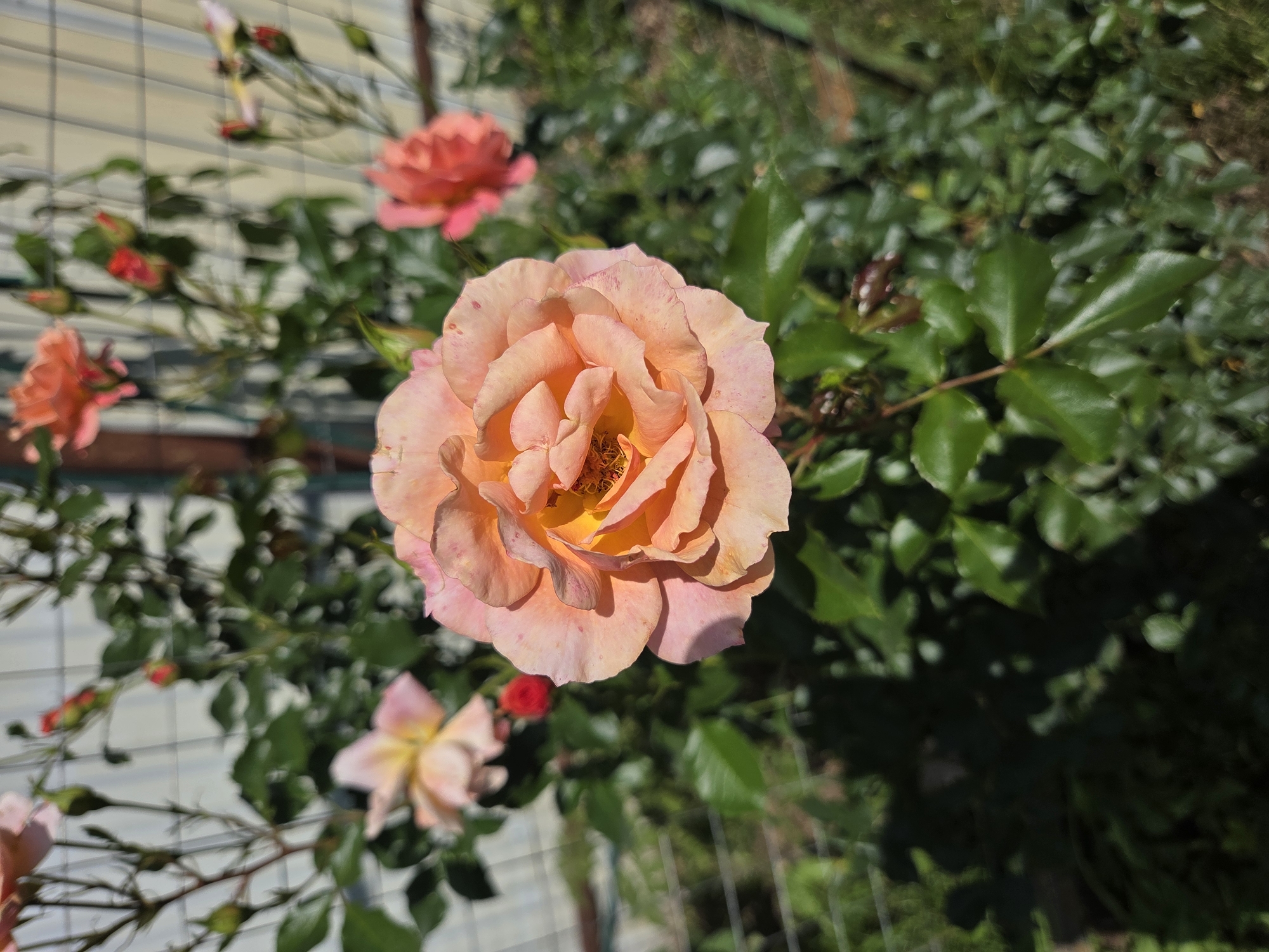 A close-up, sunlit photograph captures a cluster of blooming coral roses and green foliage. The foreground is dominated by a large, fully opened coral rose with delicate pink and orange hues, its petals gently unfurling. Its center reveals the intricate stamen. Behind this prominent bloom, several other roses in various stages of opening, along with rosebuds, are visible. Some are a lighter pink, while others echo the coral shade of the main flower. Lush green leaves and thorny stems form a dense backdrop, interspersed with hints of a white fence and a metallic fence in the background. The scene is set outdoors, likely in a garden, given the natural growth and the presence of fencing. The lighting suggests a bright, sunny day, casting shadows on the foliage and highlighting the textures of the rose petals. The overall impression is one of natural beauty and vibrant floral life. The location is noted as being in the city of Troitskoye, Russia.