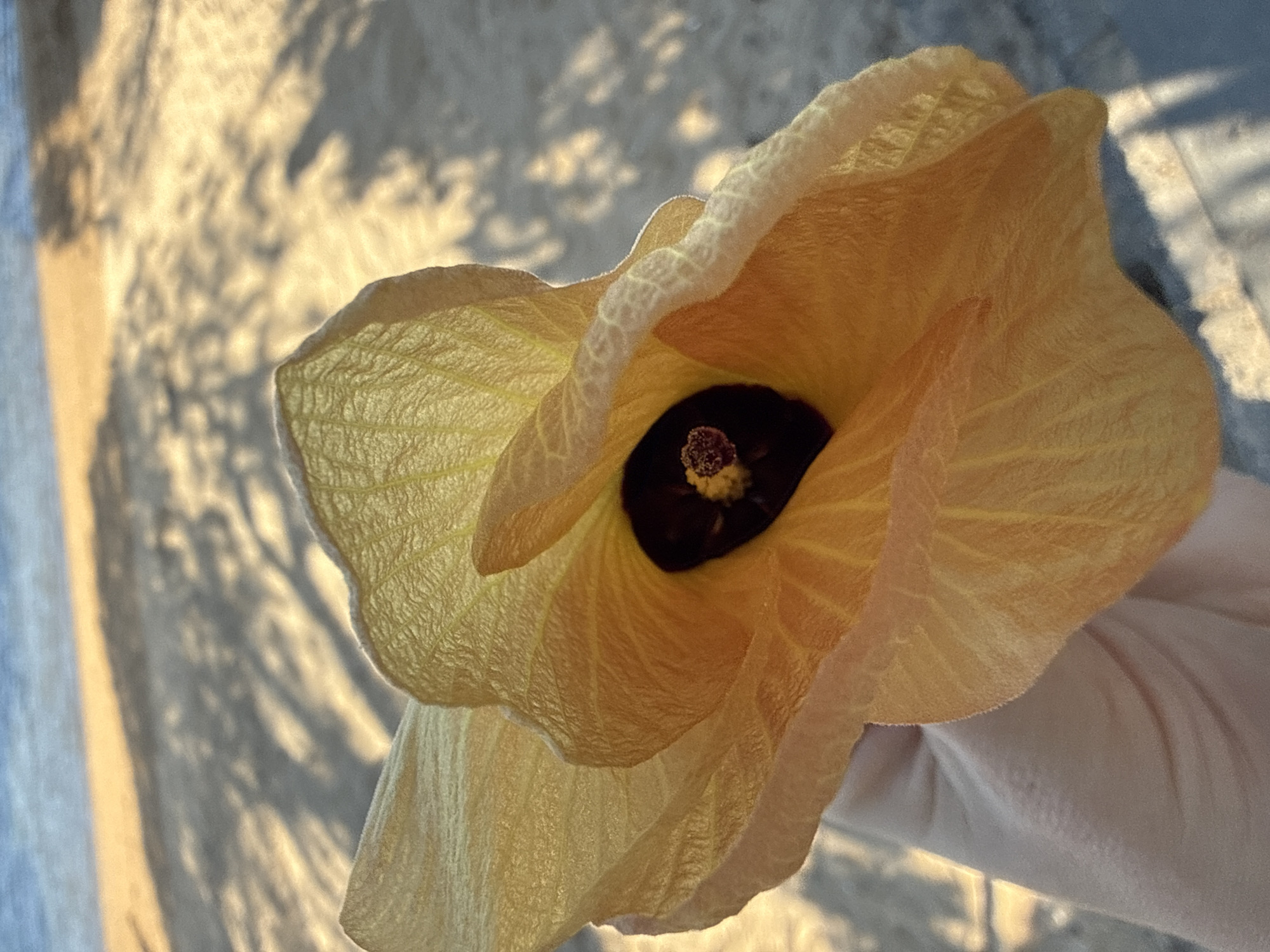 A close-up, shallow depth-of-field shot captures a pale yellow hibiscus flower held in a person's hand, with its deep brown center visible. The flower is lit from behind, allowing the delicate veins of its petals to be seen. In the background, the blurred sandy expanse of a beach transitions into the soft blue of the ocean under a clear sky. Shadows of palm fronds are cast across the sand, suggesting a tropical environment, likely Denpasar, Indonesia. The image is characterized by its warm, soft lighting and focus on the natural beauty of the flower.