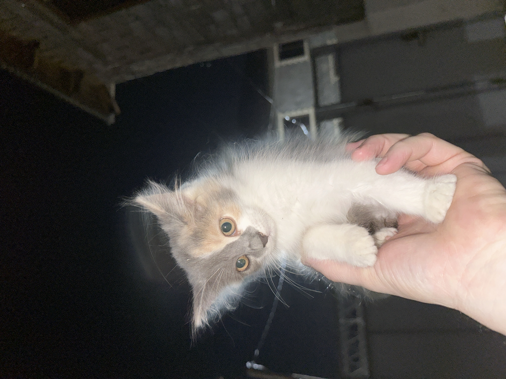 A person's hand is holding a calico kitten outdoors at night, with a brick structure and dark, blurry background. The kitten is predominantly white with patches of grey and orange. It has large, curious eyes and fluffy fur. The hand holding the kitten is gently cupped. The scene appears to be in a dimly lit urban or rural area, possibly near a building under construction or an old structure, consistent with the setting of Subutli-Miatli, Russia.