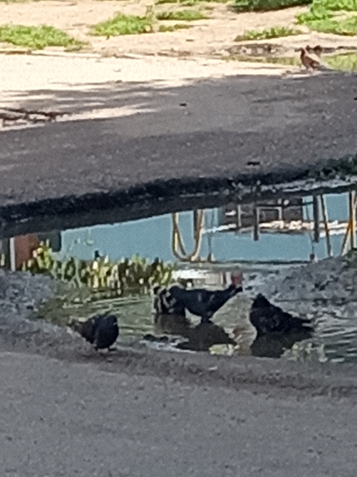 The image depicts a shallow puddle of water on an asphalt surface, likely a street or a parking lot, in Rudny, Kazakhstan. Several pigeons are gathered around and in the puddle. One pigeon is standing on the edge of the puddle, facing left. Another pigeon is partially submerged in the water, appearing to drink or bathe. Two more pigeons are also in or near the water. In the background, the reflection in the puddle shows a building with a light blue facade and some yellow structures. The surrounding area appears to be unpaved ground with patches of dry grass. The overall scene is naturalistic and unremarkable, capturing a common urban wildlife moment.