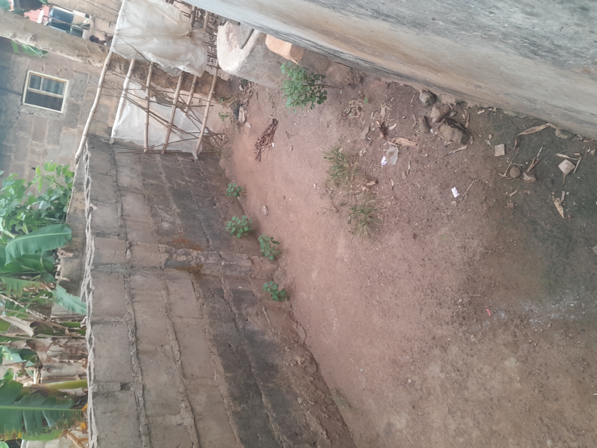 This image depicts an outdoor, unpaved yard in Ifo, Nigeria, viewed from a slightly elevated perspective. The ground is composed of reddish-brown laterite soil, featuring sparse patches of dry grass, scattered small stones, dried organic matter, and white plastic debris. A concrete block wall, approximately five courses high, forms the left boundary of the area, exhibiting dark staining along its lower sections. Five small green plants are rooted along the base of this wall. On the far right, a smooth, light grey concrete or plastered wall is visible at an acute angle. In the mid-ground, a cylindrical concrete structure, consistent with a wellhead, is positioned near the right wall. The background reveals a grey concrete block building equipped with a single white-framed window. A rudimentary bamboo structure, partially covered with white plastic sheeting, stands between the left wall and the background building. A single person, dressed in dark clothing, is partially visible standing behind the bamboo structure in the upper right background. Large-leafed tropical foliage, characteristic of banana plants, is visible above the left wall in the background. No discernible actions or interactions are occurring.