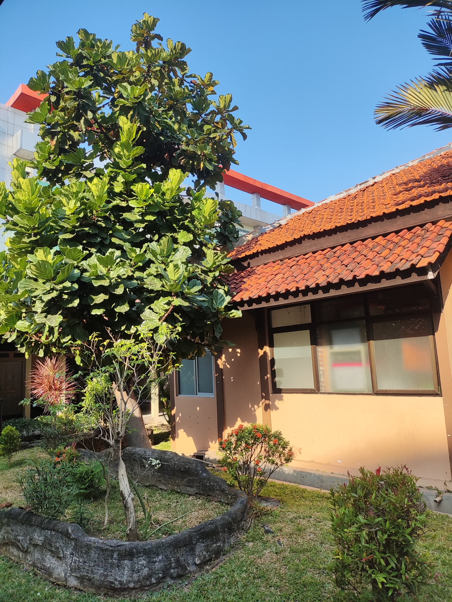The image depicts a clear, sunny day in Cirebon, Indonesia, with a view of a residential building and surrounding greenery. A large, leafy tree dominates the left side of the frame, its dense foliage casting dappled shadows. To the right, a single-story building with a terracotta-tiled roof is visible, featuring a large window with frosted glass. The building's exterior is painted a warm, light brown. In front of the building, a small, well-maintained garden area is present, with manicured grass, several small bushes, and a decorative rock border around a small, bare-branched tree. In the background, a modern, multi-story building with white and red accents can be seen, suggesting a mix of residential and potentially commercial or institutional structures in the vicinity. The sky is a vibrant, cloudless blue. There are no people or animals visible in the scene.