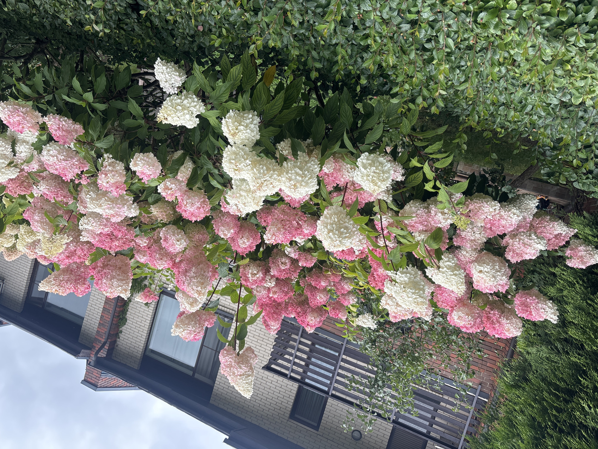 The image shows a dense cluster of hydrangeas in bloom, with some flowers being white and others transitioning to pink. They are situated in front of a multi-story brick building with a dark-railed balcony and several windows. To the left of the building, a tall, dark green conifer tree is visible. The hydrangeas are lush and full, with some of the blooms extending towards the viewer. The overall scene suggests a residential garden area in front of a home. The image is taken from a low angle, looking upwards towards the hydrangeas and the building. The sky is overcast, contributing to a soft, diffused light. The location is identified as Novy Arkhangelsk, Russia.