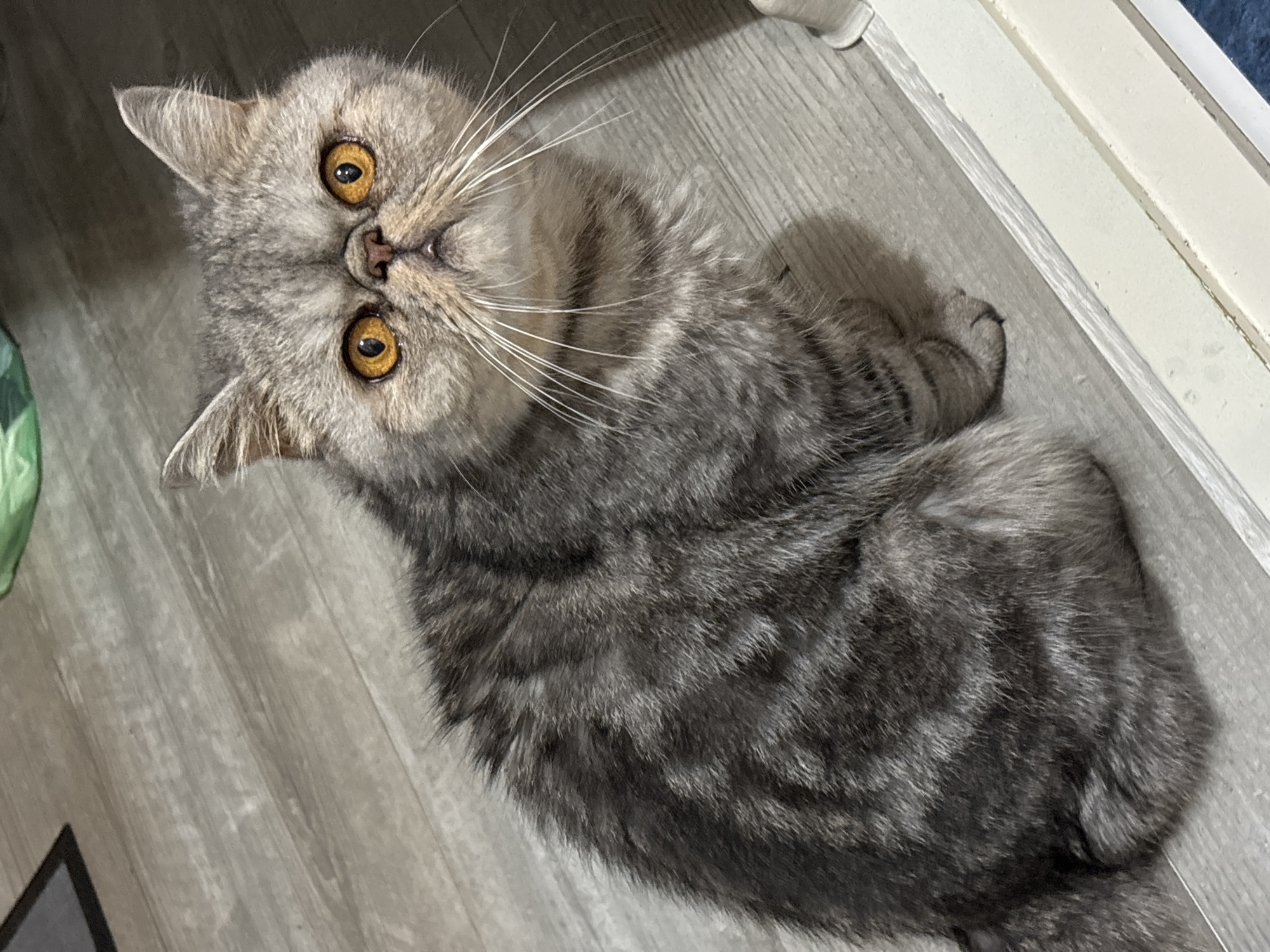 The media file shows a high-angle, close-up shot of a Scottish Fold cat lying on a wooden floor. The cat has a grey tabby coat with darker stripes and large, expressive yellow eyes. Its ears are folded forward, characteristic of the breed. The cat is positioned on its back, with its paws tucked in and its body curled slightly. The lighting suggests it is likely indoors, possibly during the day due to the natural light casting shadows. The background consists of grey wooden planks, with a sliver of a white baseboard or trim visible along the right edge of the frame. A hint of a green object, possibly a toy or decoration, is visible in the lower left corner. The overall mood is calm and relaxed, with the cat appearing comfortable and possibly playful or curious, given its gaze directed upwards towards the camera. There is no visible text in the image.