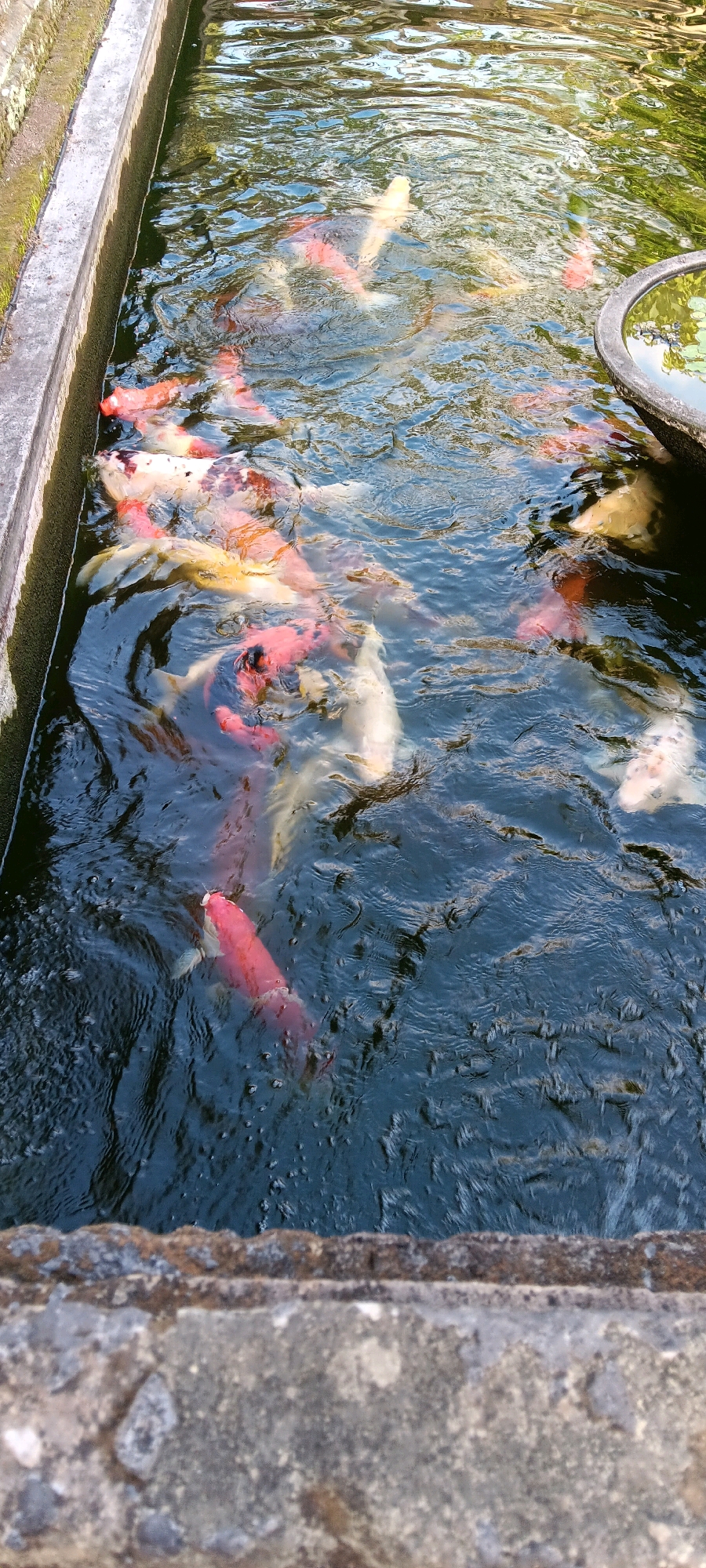 A school of koi fish, of various sizes and colorations including white, orange, and black, swim in a dark, rippling pond. The pond appears to be contained within a concrete basin, with a textured, grey concrete ledge in the foreground. The water's surface reflects green foliage, suggesting the presence of trees or plants surrounding the pond. A dark, circular pot, possibly a planter, is partially visible on the right edge of the pond. This scene could be located in a garden or decorative water feature, consistent with common landscaping in areas like Sukawati, Indonesia, known for its artistic and cultural sites which often include such tranquil water elements. There are no people visible in the image.