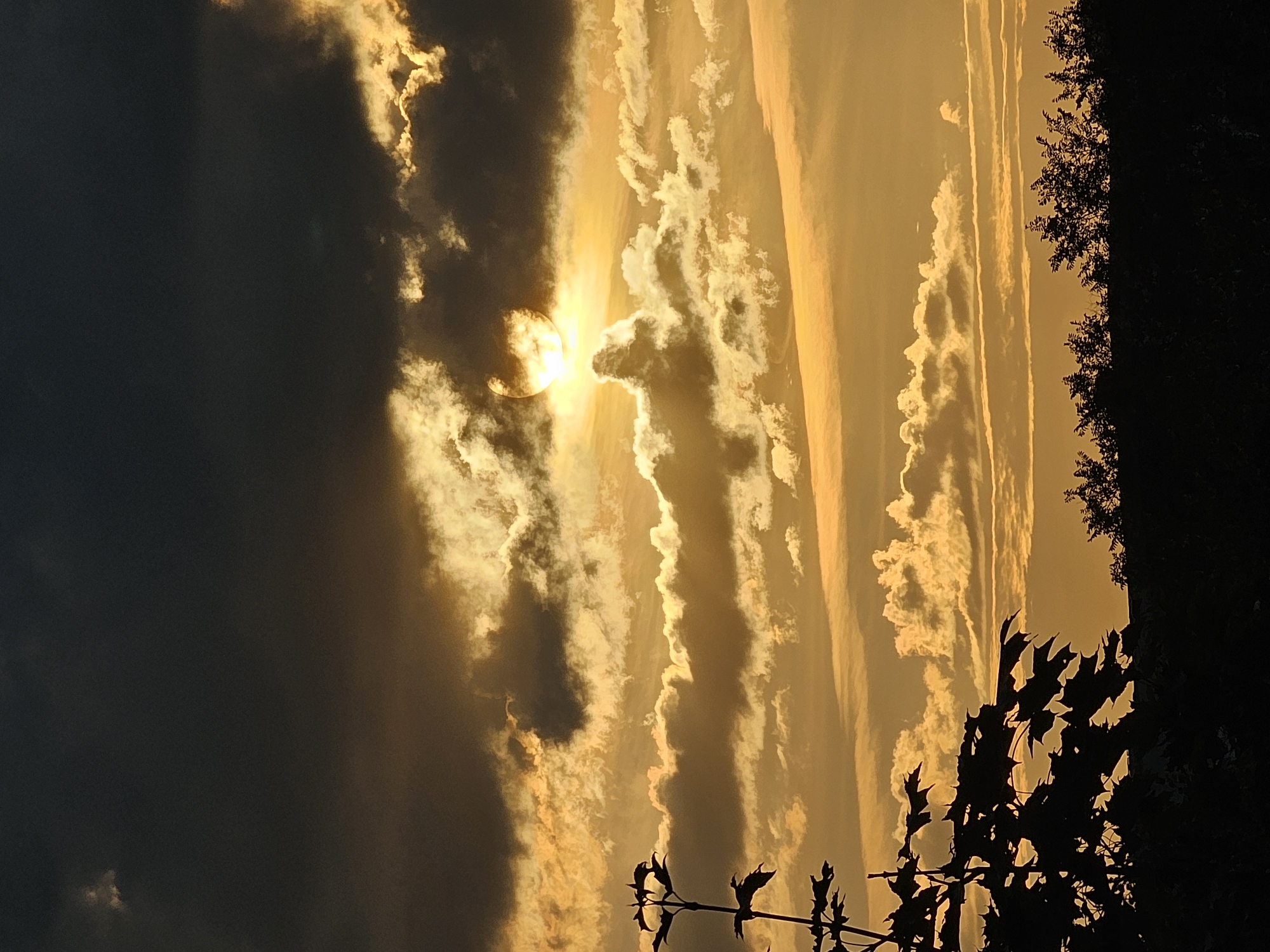 The image depicts a dramatic sunset over Khimki, Russia. The sky is filled with a turbulent mix of dark, ominous clouds and brilliant golden light. The sun, partially obscured by clouds, casts a warm glow across the scene, illuminating the edges of the clouds and creating a striking contrast. In the foreground, silhouetted against the vibrant sky, is the dark foliage of a plant with large leaves on the left and a line of trees along the horizon at the bottom. The overall impression is one of a powerful and atmospheric natural event.