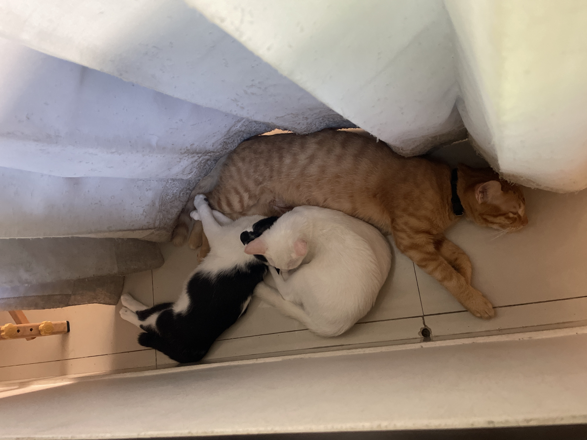 Three cats are nestled together on a tiled floor under what appears to be a draped white sheet or curtain. The topmost cat is orange and striped. The cat underneath is white. The third cat is black and white. A small, wooden object lies beside them. This scene is located in Denpasar, Indonesia.