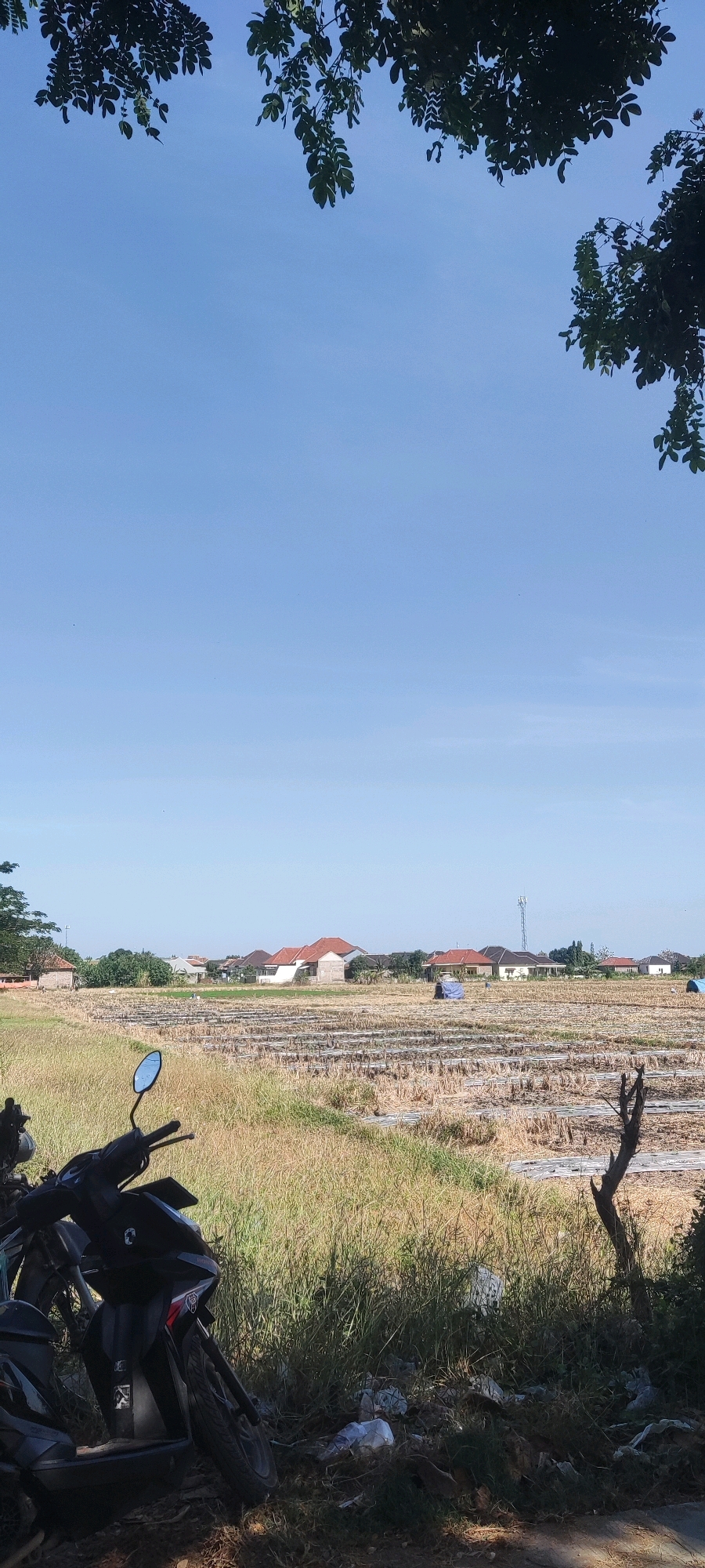 The image captures a rural scene in Gagasari, Indonesia, under a clear blue sky. In the foreground, a black motorcycle is parked on a patch of dry grass and dirt, with scattered white plastic waste visible. The motorcycle's handlebars and front wheel are prominent. Behind the motorcycle, a vast field stretches out, appearing to be a harvested agricultural area with rows of dried stalks. In the middle ground, several houses with red and brown tiled roofs are clustered together, surrounded by trees and vegetation. A blue tarp is visible in the field. A telecommunications tower can be seen in the distance. Overhead, the dark green leaves of trees frame the top of the image. The overall impression is one of a quiet, sunny day in a rural Indonesian landscape.
