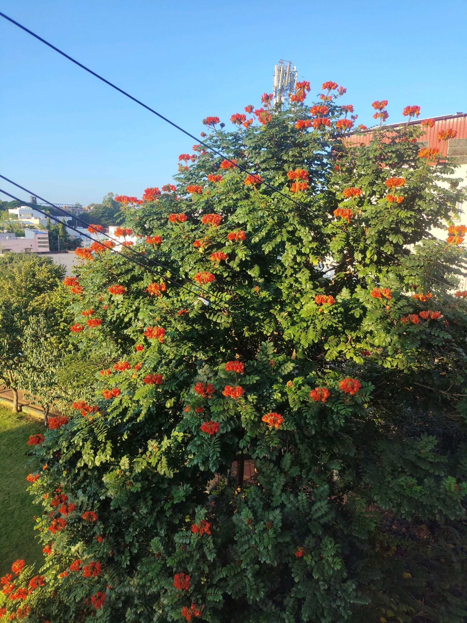 The image captures a vibrant, flowering tree with bright orange blossoms, likely a Spathodea campanulata or African tulip tree, in Hubli, India. The tree is dense with green foliage and is positioned in the foreground, dominating the frame. In the background, several buildings are visible, including a multi-story structure with a red roof and a cell tower, suggesting an urban or semi-urban setting. Power lines crisscross the sky above the tree. To the left, more greenery can be seen, including other trees and a grassy area. The scene is bathed in the warm light of either early morning or late afternoon, casting long shadows and highlighting the rich colors of the blossoms. There are no people or animals visible in the image.