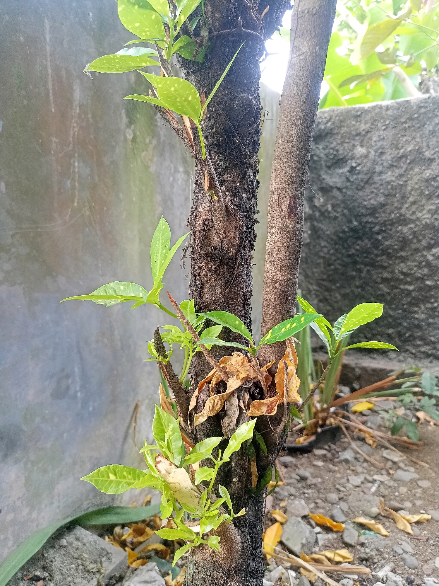 A close-up, eye-level, outdoor photograph shows the base of two trees with new green shoots growing from the rough, dark bark of one and along the smoother, lighter bark of the other. The ground beneath is covered in small stones, dry leaves, and some debris. In the background, a textured gray wall is visible on the left, and a rougher, darker gray stone wall or structure is on the right. The lighting suggests it is daytime, possibly overcast. The scene is located in the city of Wirasaba, Indonesia.