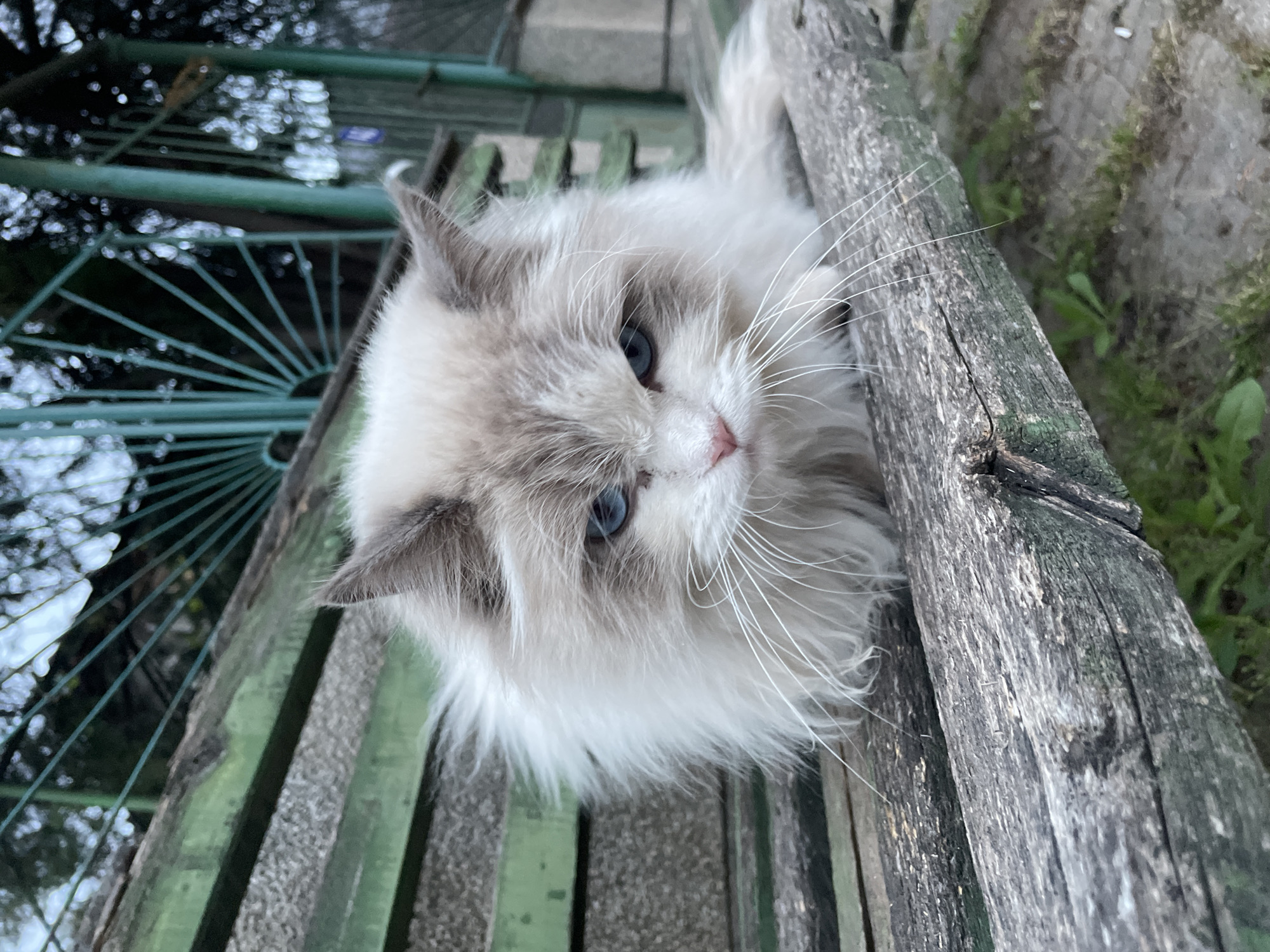 A fluffy, light-colored cat with blue eyes and grey-tipped ears rests on a weathered, green-painted wooden bench. The bench is located outdoors, with vegetation visible in the background. The cat is positioned near a decorative, semicircular metal fence, painted green. The image, taken from a high angle, shows the cat looking upwards. The location is likely Sofia, Bulgaria based on the details of the image like the vegetation and architecture of the fence.