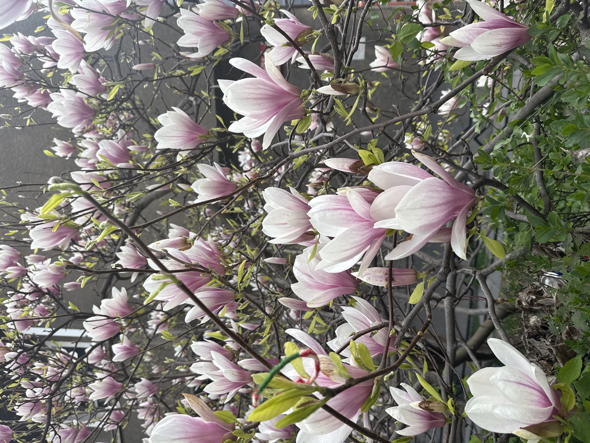 A close-up shot of blooming magnolia tree branches fills the frame. The petals of the magnolia flowers are white at the tips and transition to a light pink at the base. The branches are dark and intertwined, with a few small green leaves emerging. In the background, a blurry, light gray building is visible. The photo was taken in Sofia, Bulgaria.