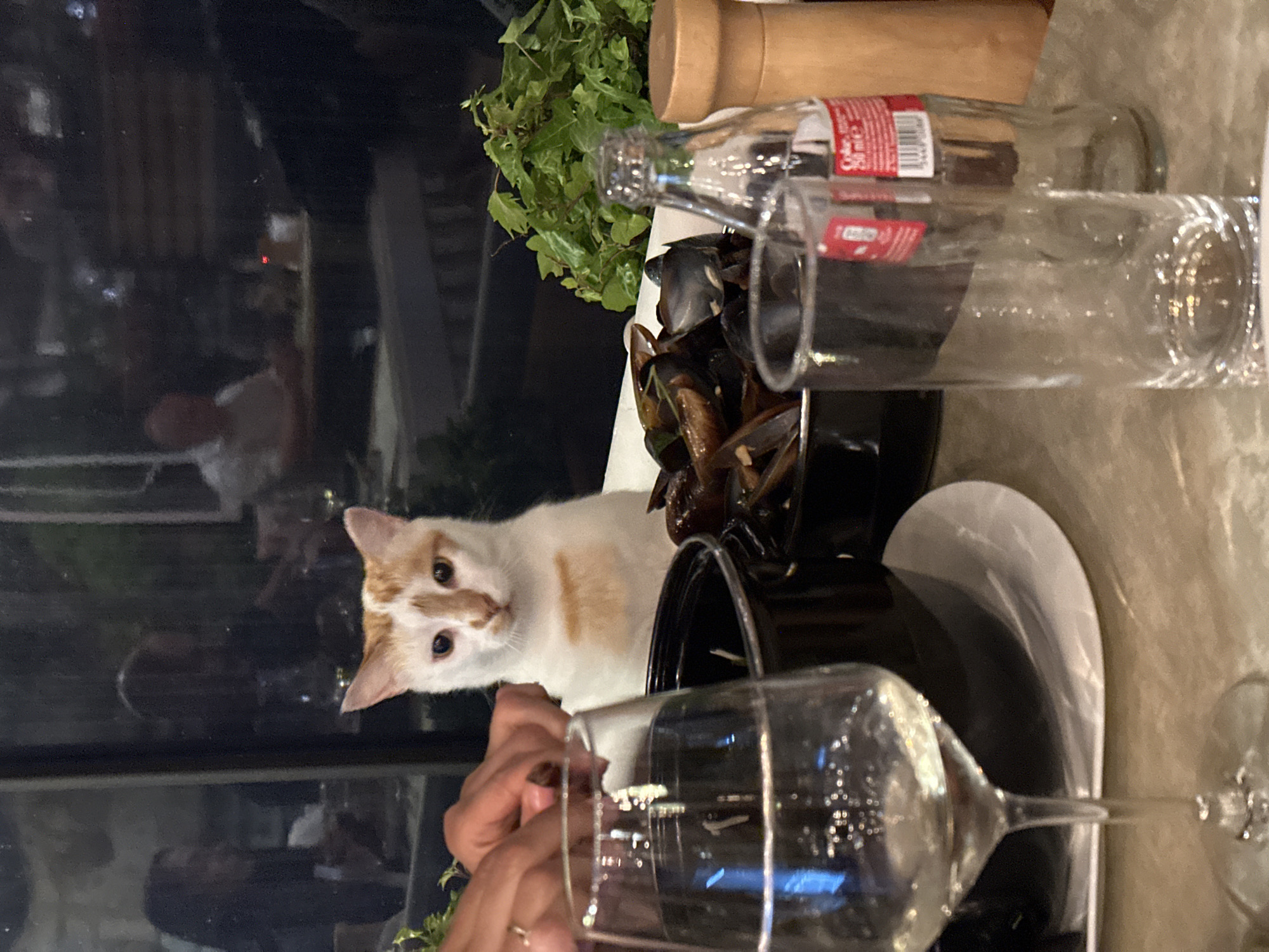 A white cat with orange markings sits at a table with a plate of mussels and a glass of wine, suggesting it is in a restaurant or dining area. The cat is the primary subject, looking directly at the camera. In the background, reflections in a window show people dining at other tables, indicating an indoor, likely public, setting. The overall scene is focused on the cat and its proximity to human dining activities.