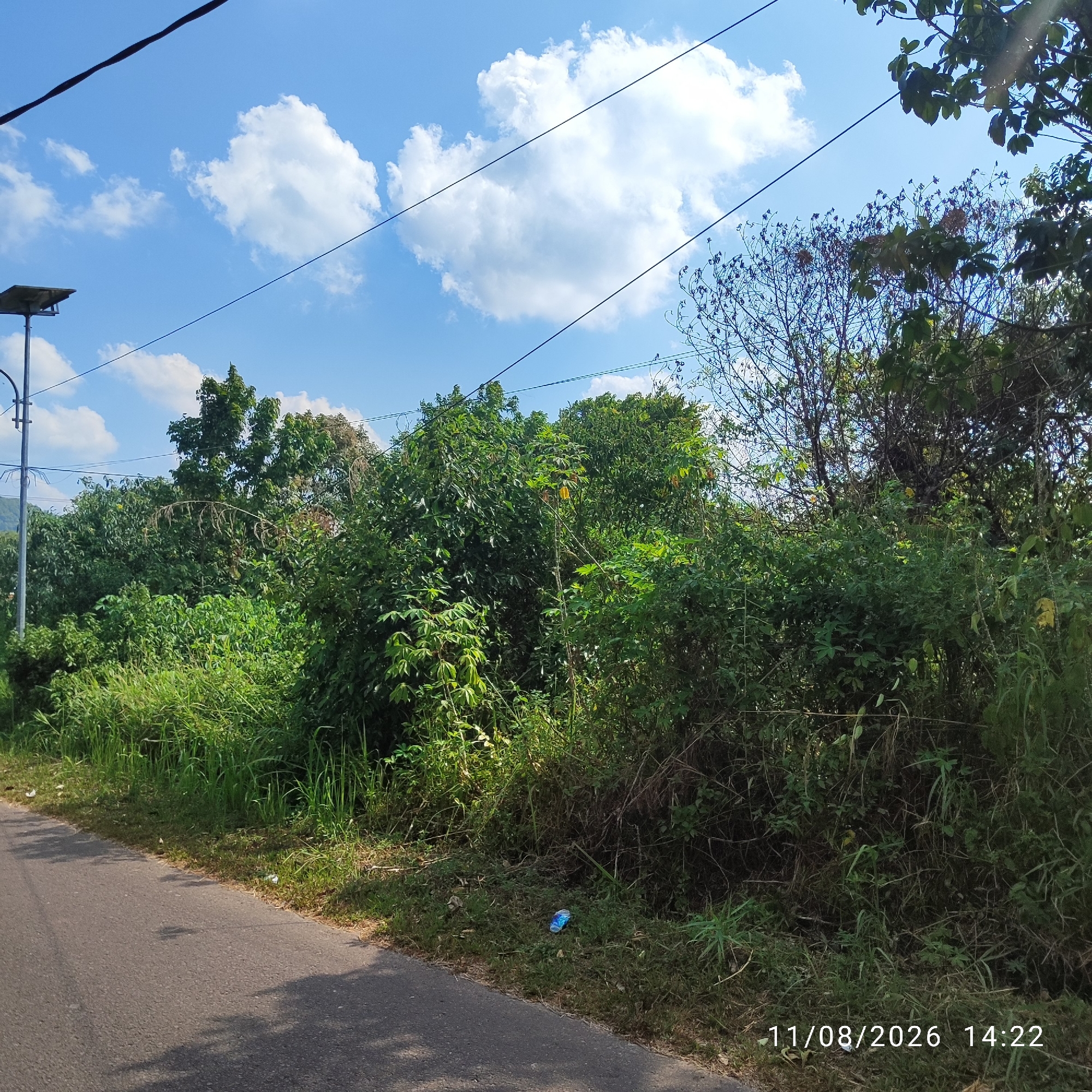 The image shows a paved road on the left, bordered by a grassy shoulder and dense, overgrown vegetation. The vegetation consists of various types of green plants and trees, some of which appear to be large and leafy, while others are more sparse and tangled. A solar-powered street light is visible on a pole in the upper left quadrant of the image. Overhead power lines stretch across the frame against a bright blue sky with scattered white clouds. In the lower right corner of the image, a timestamp reads "11/08/2026 14:22". There are no people or animals visible in the image. The scene appears to be a rural or semi-rural area, possibly on the outskirts of Pembaharuan, Indonesia, characterized by abundant plant life and basic infrastructure.