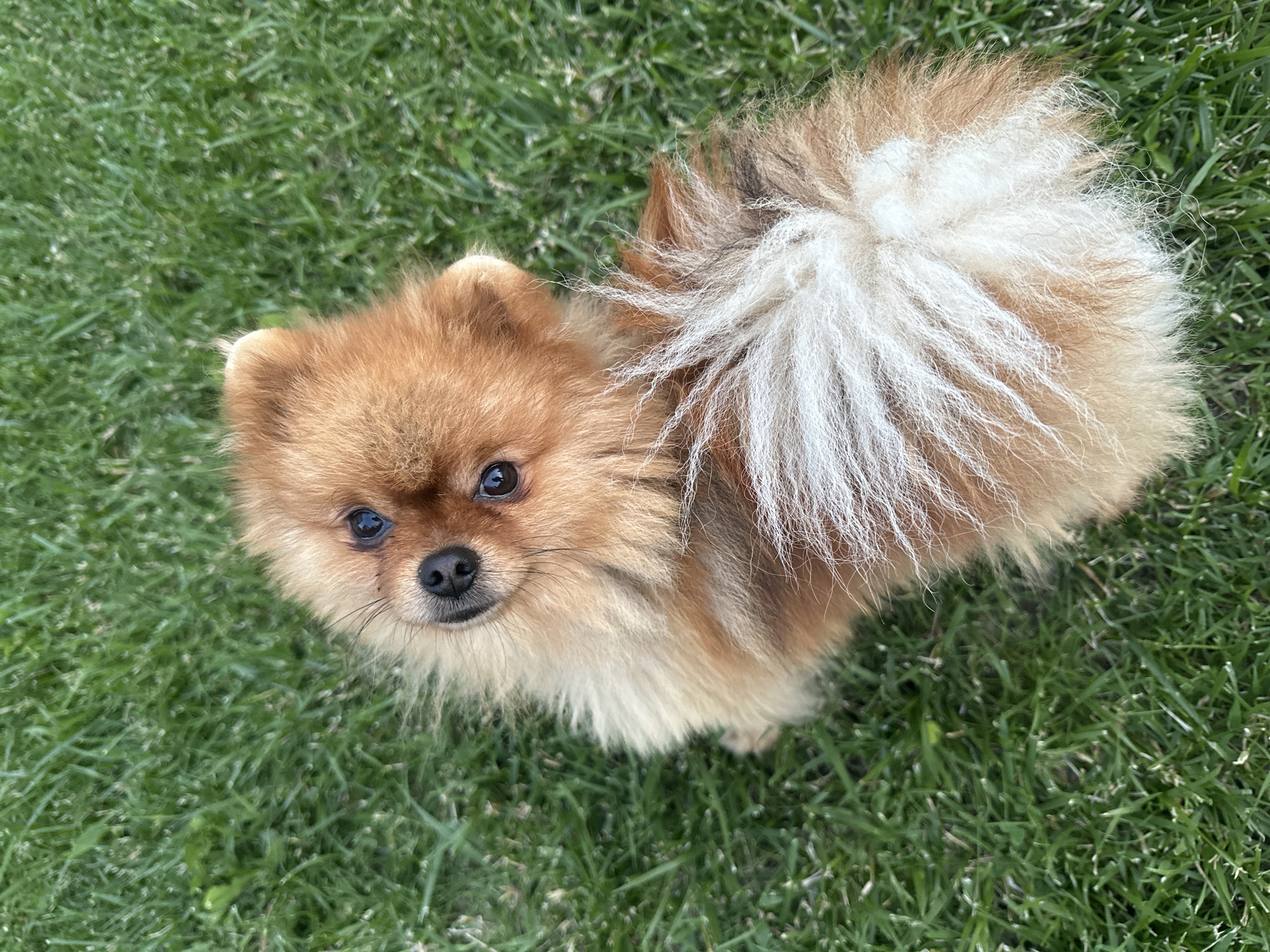 An overhead shot captures a small, fluffy dog situated on a vibrant green lawn in Asenovgrad, Bulgaria. The dog is a Pomeranian, characterized by its reddish-brown and cream-colored fur. It is positioned with its body partially turned, and its head is tilted upwards, directly observing the camera. Its dark, rounded eyes reflect a blue light source, likely the sky. A small, black nose is centered on its snout, surrounded by fine whiskers. The fur on its back and head is a consistent reddish-brown, transitioning to a lighter, creamy white on its chest and underside. Its characteristic fluffy tail is curled over its back, predominantly composed of long, white and pale cream fur with subtle streaks of brown. The surrounding environment consists entirely of green grass, appearing well-maintained, without any other discernible objects or individuals within the frame.