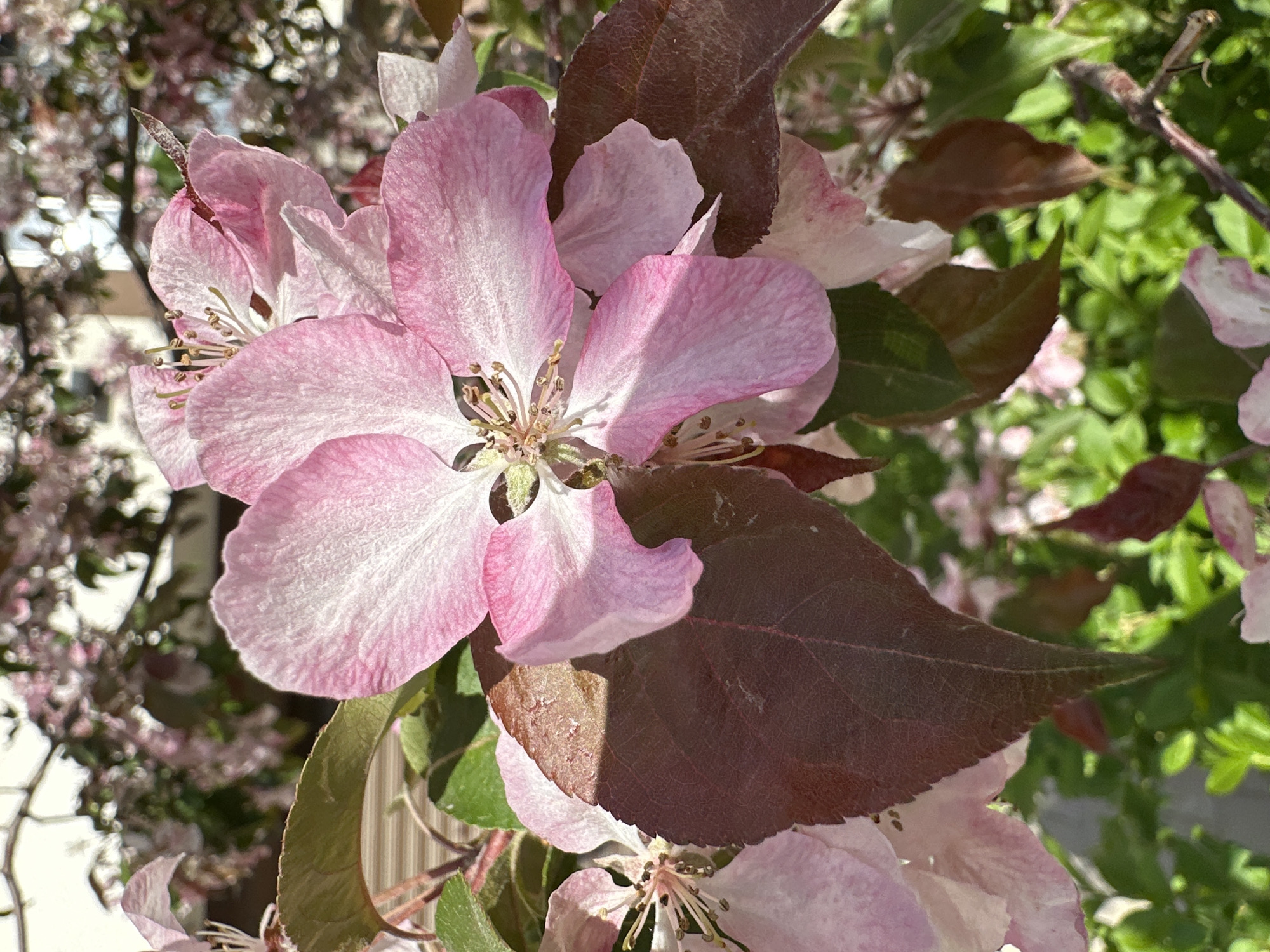 The image shows a close-up of pink and white apple blossoms with brown and green leaves in Sofia, Bulgaria. The flowers are in full bloom, with delicate petals and visible stamens and pistils. Some of the leaves are a dark reddish-brown, while others are green. The background is blurred, suggesting a shallow depth of field, with other blossoms and greenery visible. The image appears to have been taken outdoors in natural light.