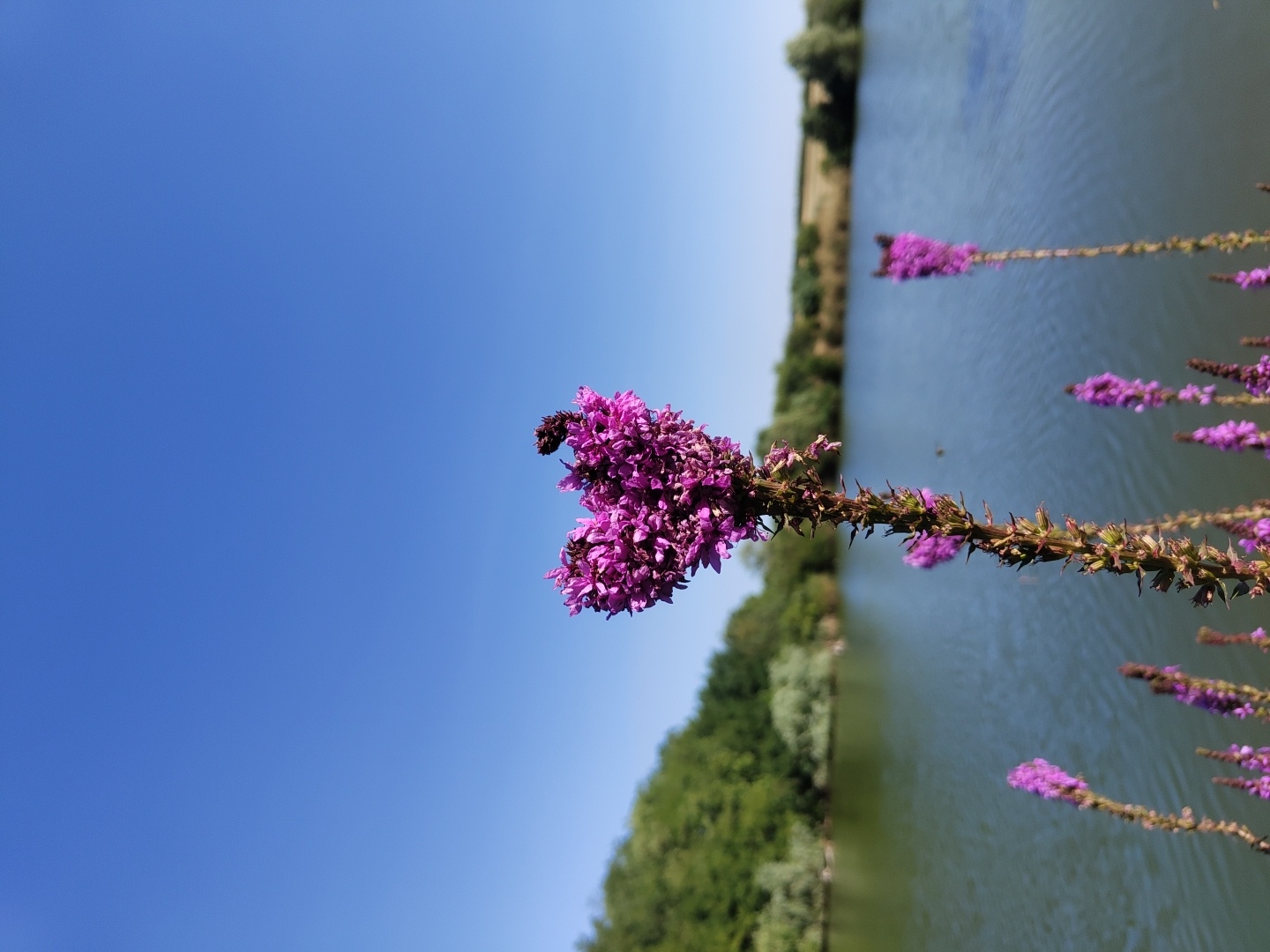 The image depicts a close-up view of a purple flower with a heart-shaped bloom in the foreground. The flower is on a stem with smaller purple florets. In the background, a calm body of water, possibly a lake or pond, is visible. Beyond the water, a tree-lined hill creates a natural backdrop under a clear blue sky. The location is stated to be in Speia, Moldova. There are no people or animals visible in the image. The scene is natural and serene, focusing on the beauty of the flower and its surroundings.