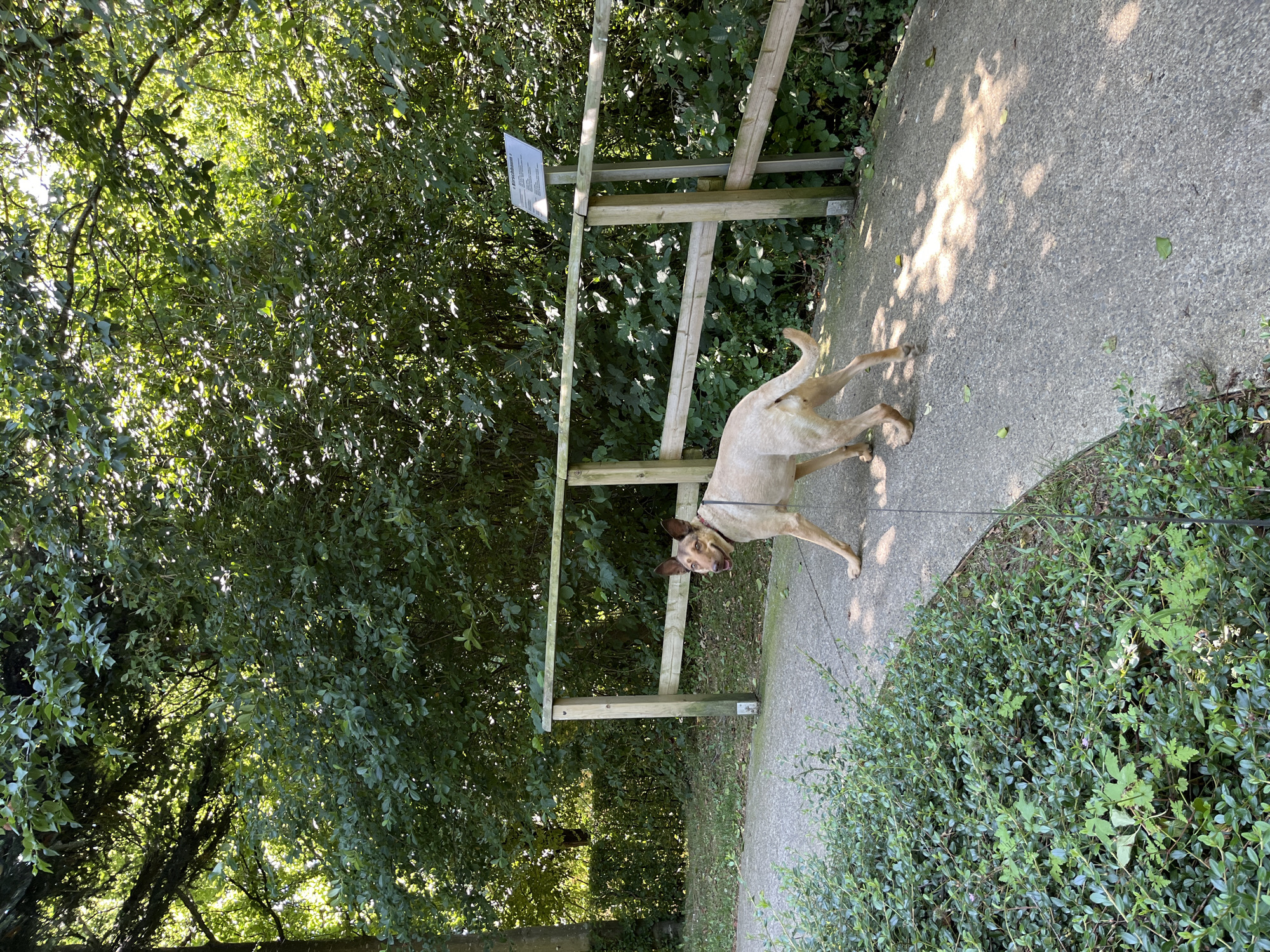 A light-colored dog with prominent ears and a dark collar is walking on a paved path in a wooded area. The dog is facing away from the viewer, looking over its shoulder with its mouth open. The path curves to the left and is bordered by lush green bushes. A wooden fence runs along the right side of the path, with a sign attached to one of the fence posts. The background is filled with dense green foliage and trees, with sunlight filtering through the leaves. The scene appears to be an outdoor park or nature trail.