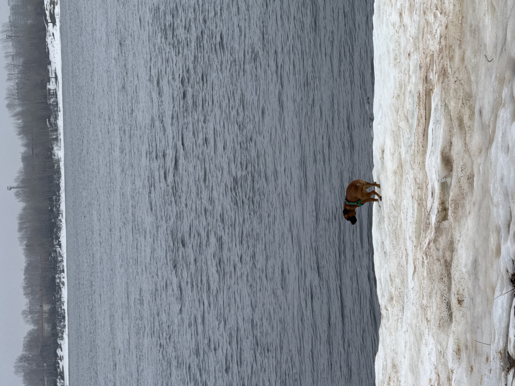 A landscape image depicts a dog standing on a snow-covered bank with a large body of water on the left and a wooded horizon in the distance. The dog, a brown, short-haired breed, is near the edge of the bank, facing towards the water. The water is gray, with subtle patterns indicating movement or wind. The snow bank is heavily textured, with streaks of dirt or sediment. The horizon shows a line of bare trees against an overcast sky. The scene is set in Noviy, Russia.