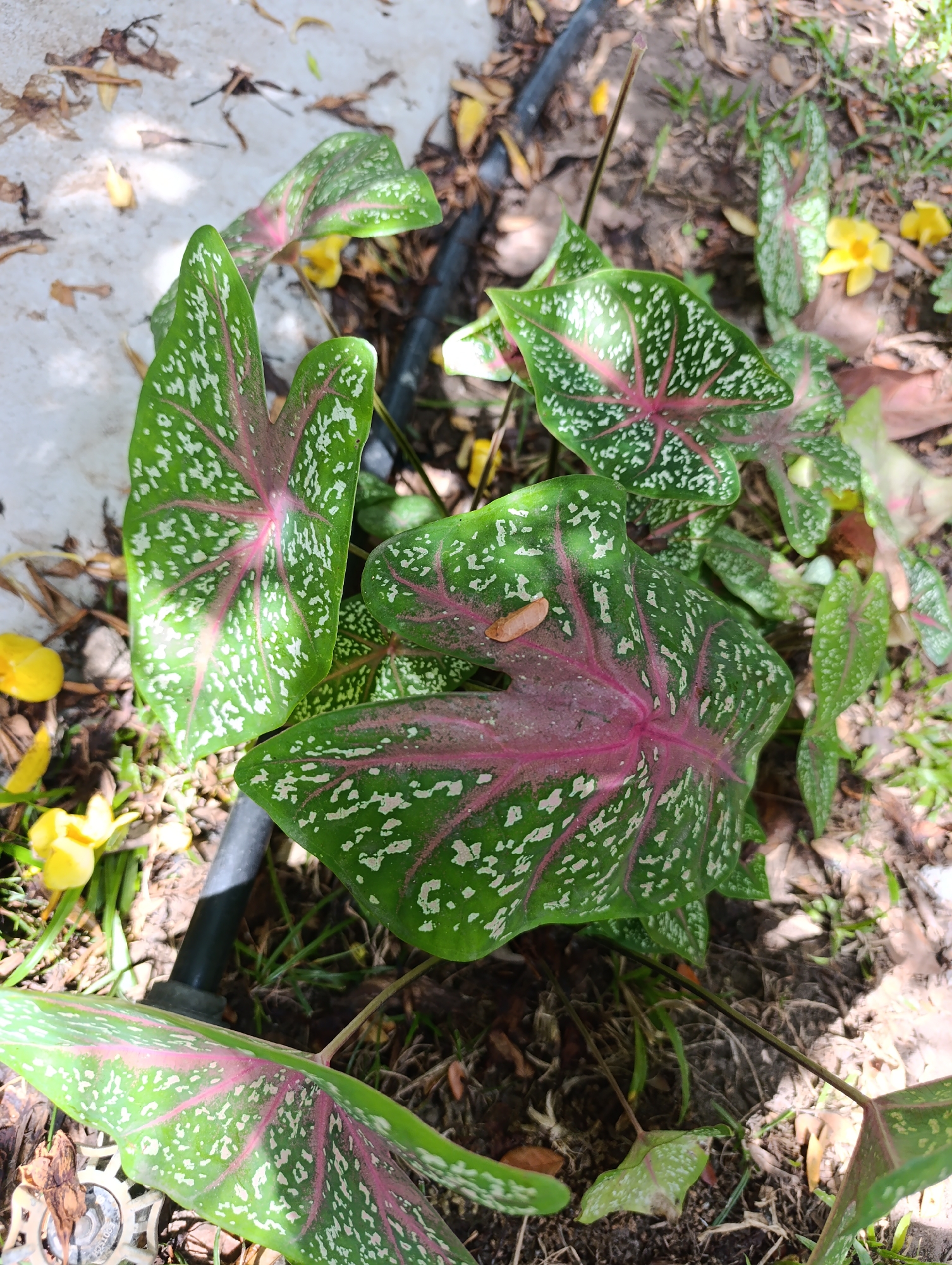 In an outdoor setting, a cluster of potted caladium plants is the primary focus. The plants have large, heart-shaped leaves that are a vibrant green, heavily speckled with white and featuring prominent pink veins. The leaves are glossy and appear to be in good health. Surrounding the plants is a mix of dry leaves, twigs, and some patches of green grass, suggesting a natural or garden environment. A black irrigation tube runs through the scene, partially obscured by the foliage. In the background, there are hints of a concrete surface and some scattered yellow flowers, possibly from a separate plant. The lighting suggests it is daytime, with dappled sunlight creating shadows on the ground.