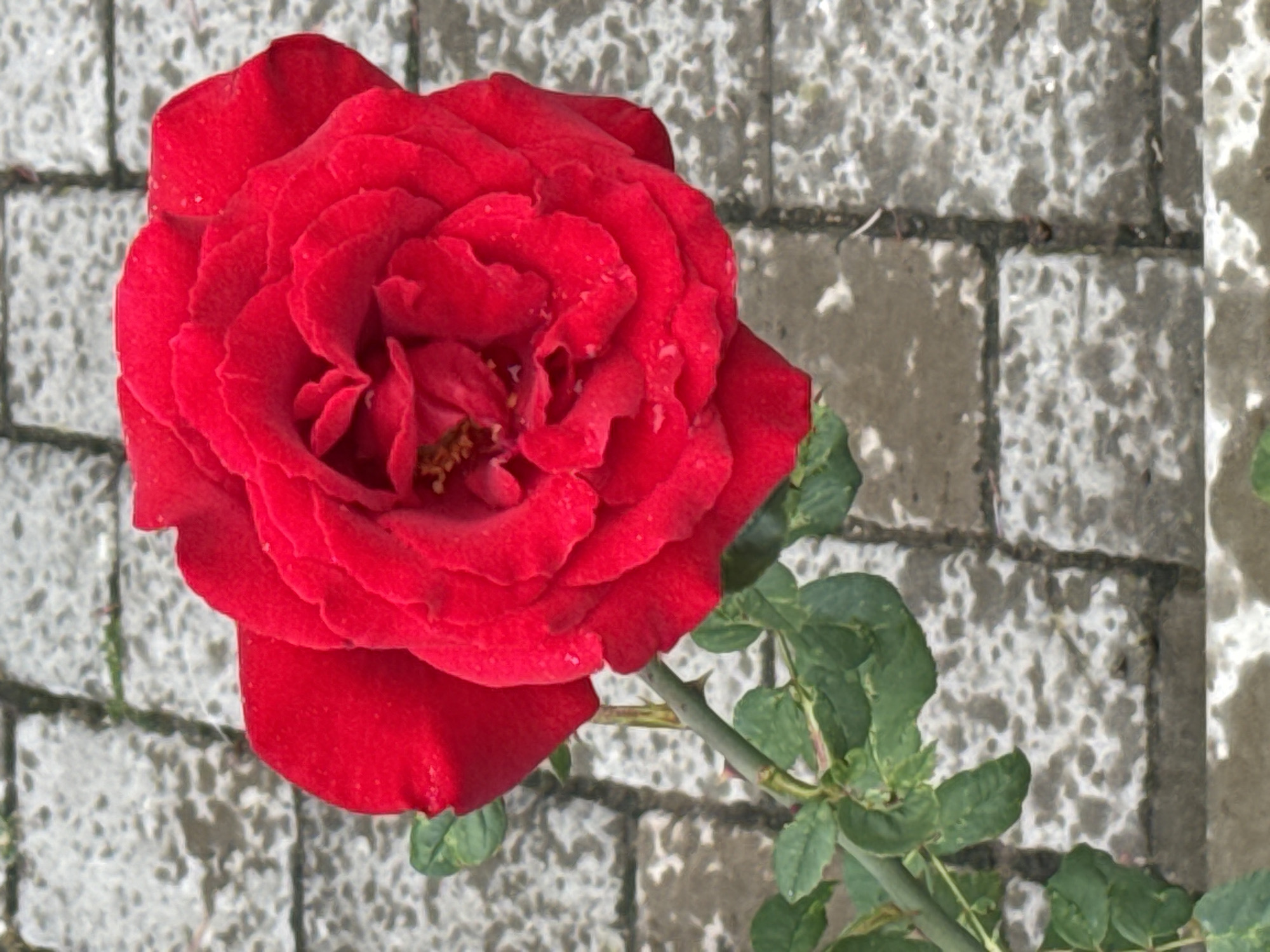 A close-up, overhead shot shows a bright red rose in full bloom, angled towards the upper right of the frame. The rose has multiple layers of velvety petals, some with small water droplets. A thorny green stem with several leaves is visible on the left side of the image, extending downwards and slightly to the left. The background consists of a textured, gray stone pathway, composed of rectangular paving stones with visible grout lines. The pathway appears slightly damp. No people or other discernable subjects are present in the image. The location is identified as Sary-Oy, Kyrgyzstan.