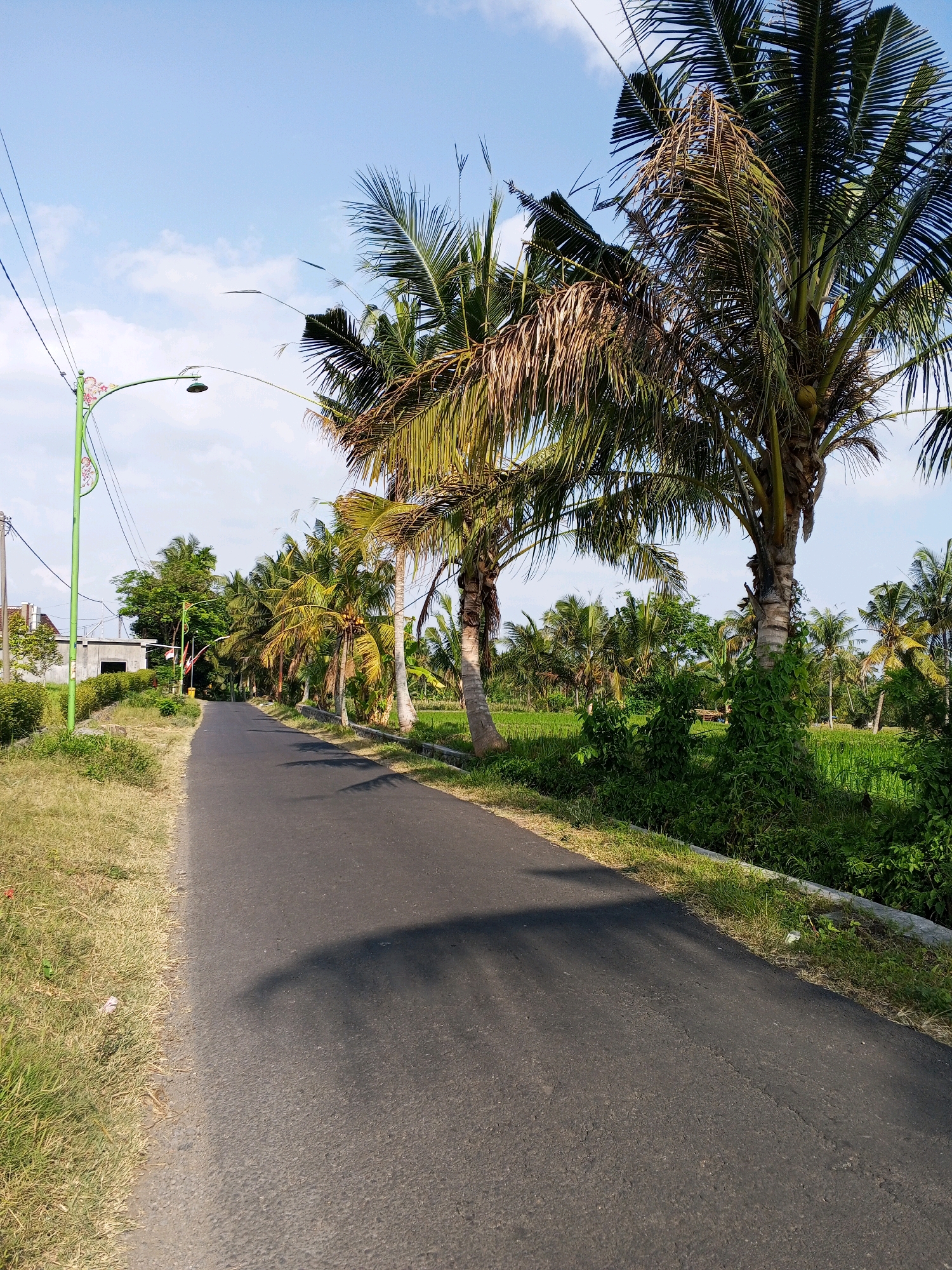 The image depicts a paved road in Mojoagung, Indonesia, lined with lush green vegetation and numerous coconut trees under a bright blue sky with scattered clouds. On the left side of the road, there is a green lamppost adorned with floral patterns, and further along, a white building under construction. The right side of the road features a vibrant green rice paddy, bordered by dense foliage and more coconut trees. The road itself is dark asphalt, with a noticeable shadow cast by the palm trees across its surface. The scene appears to be a rural or semi-rural area, characteristic of the Indonesian landscape.