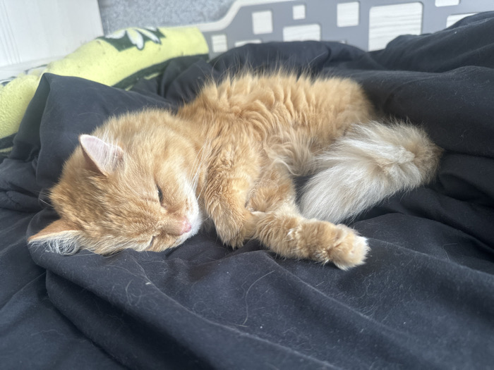 A long-haired, ginger domestic cat is depicted sleeping on its left side on a dark blue or black textile surface, consistent with bedding. The cat's eyes are closed, and its body is curled, with its fluffy tail visible towards the right. Its fur displays natural texture for a long-haired breed. The bedding surface shows minor accumulation of light-colored lint or shed fur. In the upper left background, a folded yellow textile item with a white floral pattern is partially visible. Behind this, a light grey object featuring square or rectangular perforations is present, positioned against a lighter, indeterminate background. The scene is set indoors, within a domestic environment in Япрыково, Russia.