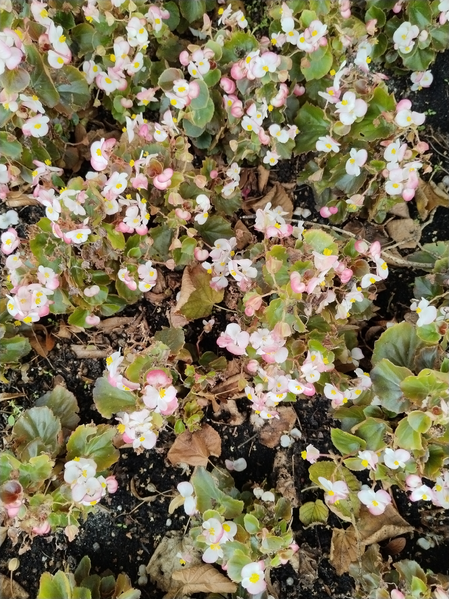 A close-up, overhead view captures a dense planting of begonia flowers with delicate white and pink petals, each featuring a bright yellow center. The flowers are interspersed with lush green leaves. The ground beneath the plants is dark soil, scattered with fallen brown leaves and a few small, white petals. The scene appears to be in an outdoor setting, likely a garden or park. There is no indication of the specific location within the city of Brest, Belarus, nor are there any people or observable actions.
