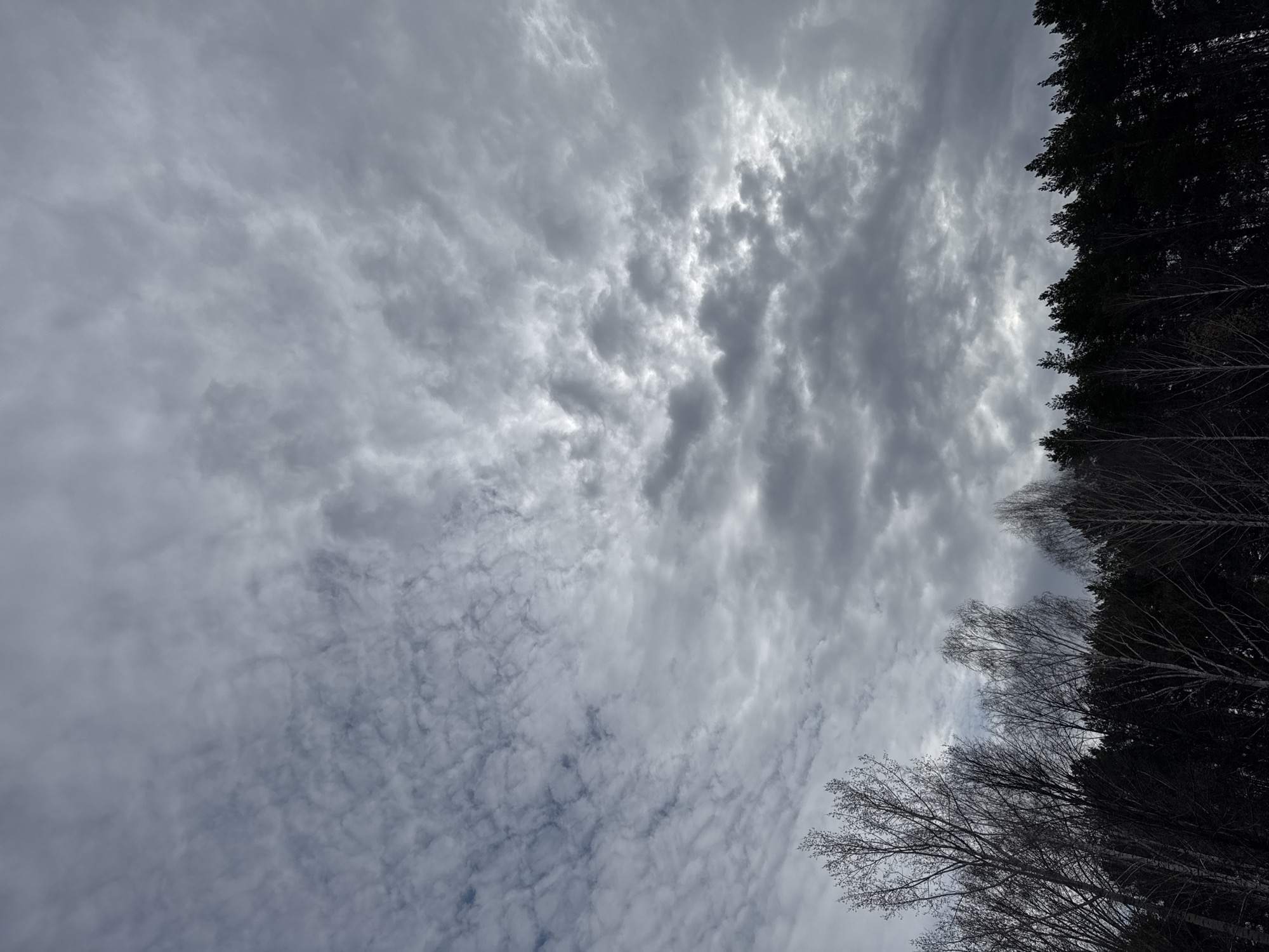The image is a low-angle shot looking upwards, depicting a cloudy sky and the edges of a forest. The sky is overcast with predominantly grey and white clouds, showing a mix of altocumulus and stratus cloud formations. There appears to be a brighter area within the clouds, suggesting sunlight attempting to break through.
Along the right edge of the frame are trees, with darker, evergreen trees at the top and lighter, possibly deciduous trees with bare branches towards the bottom. The dark trees are silhouetted against the sky. The image is taken in an unknown location.
