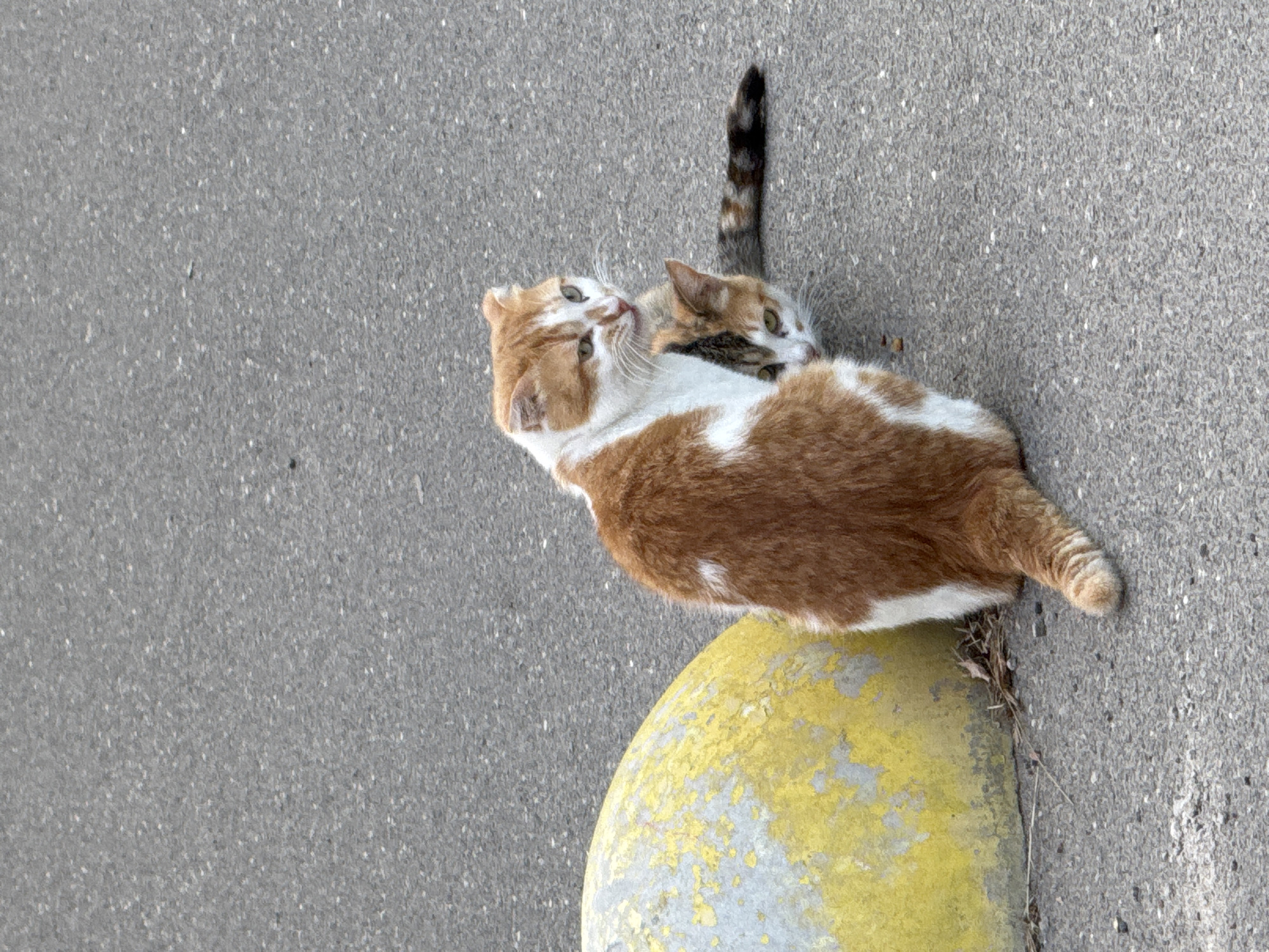 Two cats are positioned on an asphalt surface next to a yellow and gray concrete barrier. The larger cat, predominantly orange and white, is facing to the right, with its body turned away from the camera. A smaller cat, with tabby markings in orange, white, and black, is partially obscured by the larger cat and is looking towards the left. The smaller cat's head is visible between the larger cat's hindquarters and its own body. The environment appears to be outdoors, likely in an urban or suburban setting given the asphalt and concrete barrier. No people are present in the image.