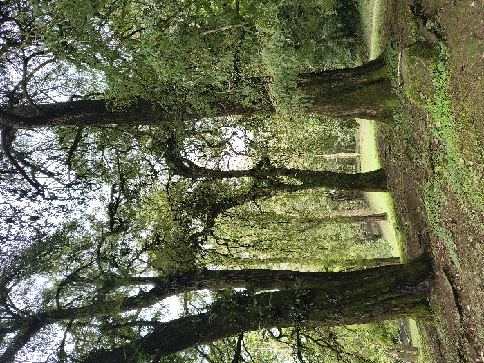A verdant grove showcases majestic trees aligned in a row. Lush green foliage adorns the branches, filtering sunlight and creating a dappled effect. Thick trunks, covered in moss, anchor the trees to the ground. The forest floor, a mixture of earth and grass, slopes slightly upwards. A sense of tranquility and natural beauty pervades the scene.