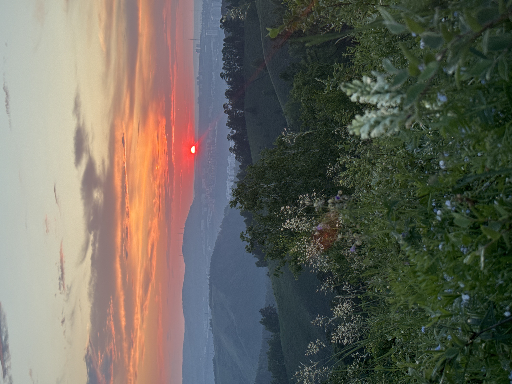 The image depicts a sunset over the city of Krasnoyarsk, Russia, as viewed from a high vantage point overlooking rolling hills covered in green vegetation. In the foreground, lush green grass and wildflowers, some with white and pale blue blossoms, create a natural, wild landscape. These plants are detailed and appear to be in full bloom.
As the eye moves further into the frame, the landscape transitions to densely wooded hills, with deciduous trees and possibly some conifers. The terrain is undulating, with distinct slopes and valleys.
In the middle ground, a hazy cityscape is visible nestled amongst the hills. Buildings of various heights, including some taller structures that could be apartment buildings or office towers, are discernible. Transmission towers are also present on the distant hilltops.
The sky above is dominated by a dramatic sunset. The sun, a vibrant red orb, is low on the horizon, casting warm orange and pink hues across the sky. Wispy clouds are scattered throughout, reflecting the sunset's colors. The overall impression is one of natural beauty meeting urban development at dusk.