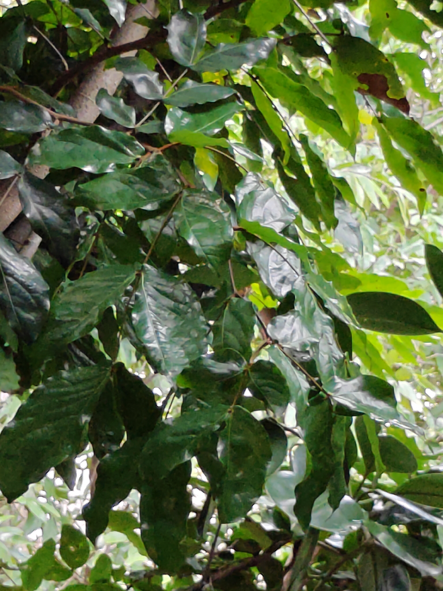 The image shows a close-up view of lush green foliage from a tree, with a rough-textured brown branch visible in the center. The leaves are varied in size and shape, with some appearing glossy and others slightly dull. The background is a soft blur of green and white, suggesting more vegetation and possibly sunlight filtering through. The scene is likely outdoors, given the natural elements. No specific landmarks or city details of Mu Si, Thailand are discernible from the image itself.
