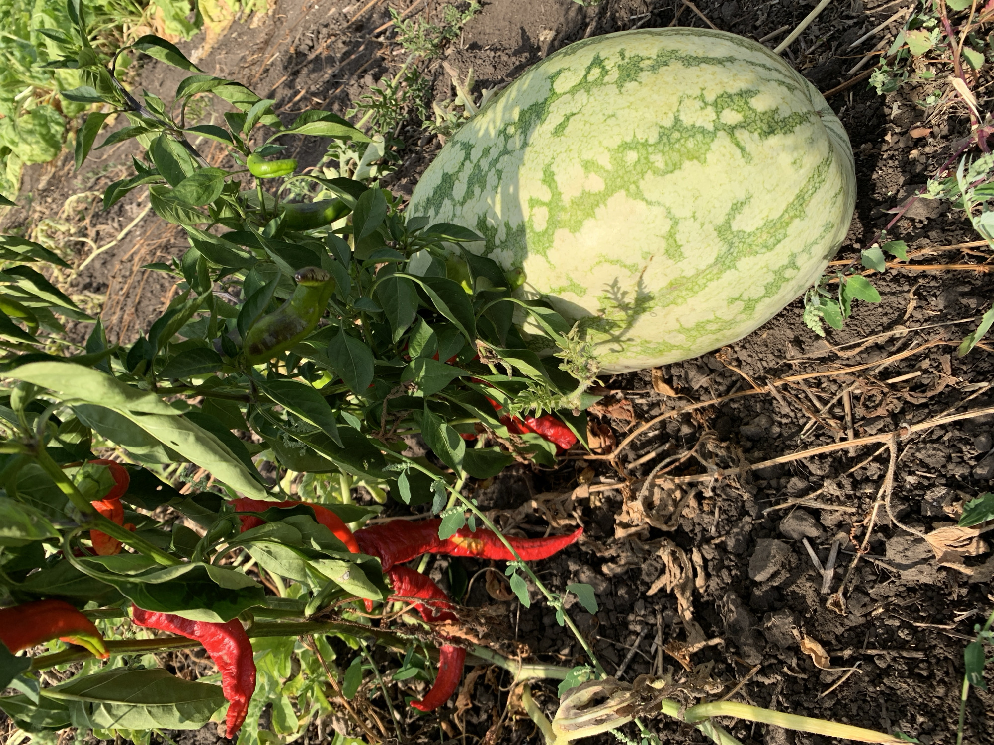 In the village of Tkhorivka, Ukraine, a close-up shot captures a garden scene. A pepper plant, laden with ripe red peppers, is partially visible in the upper left quadrant of the frame. Adjacent to the plant, a large, light green watermelon with dark green stripes rests on the dark soil. The ground is covered with dry leaves and twigs, suggesting a natural, uncultivated area. The lighting indicates it is daytime, with sunlight casting shadows on the watermelon.