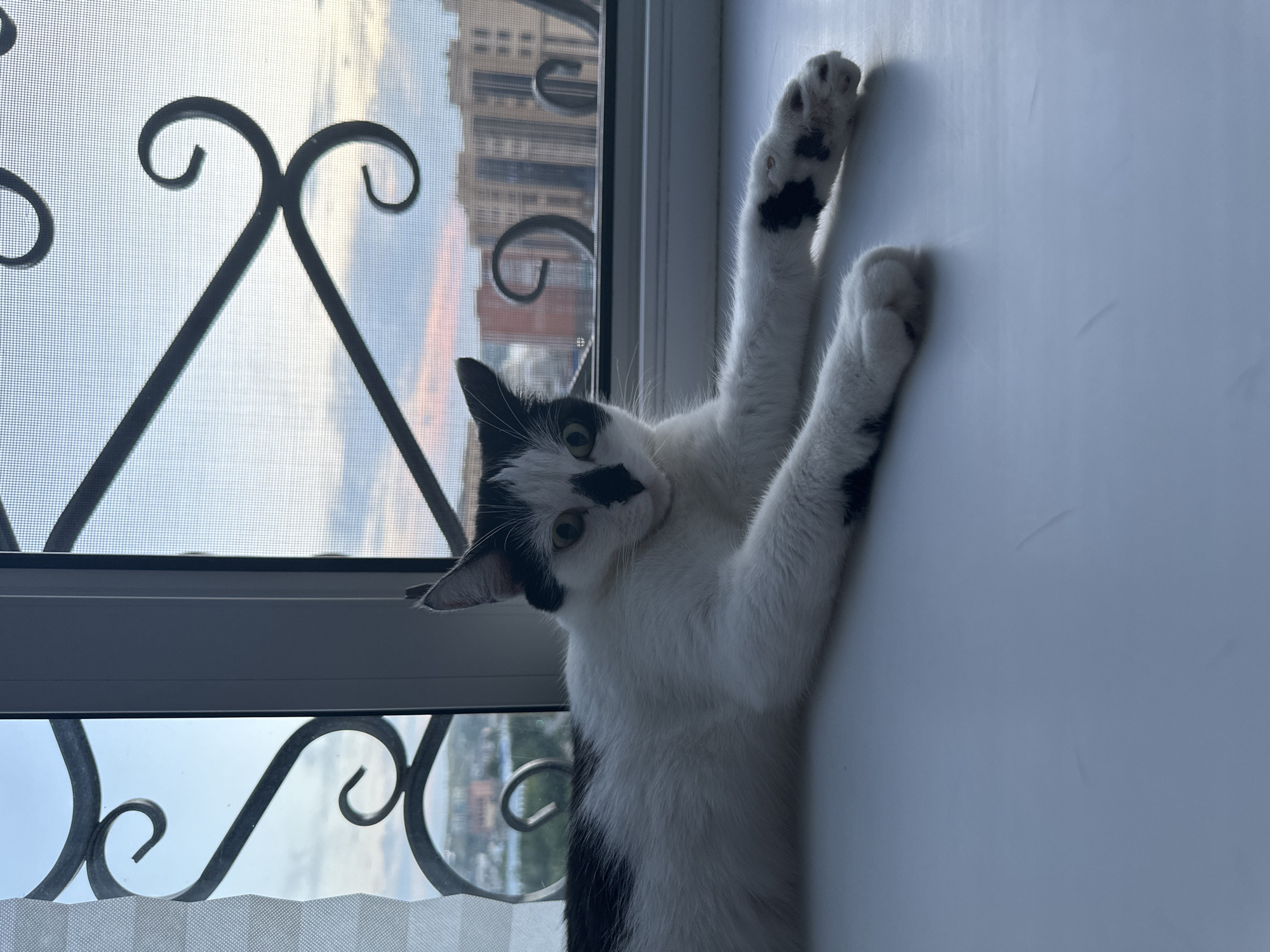 A black and white cat is lying on a white windowsill, looking at the camera. The cat is mostly white with black markings on its head, back, and paws. It has green eyes and its ears are pointed. Behind the cat, a window with decorative metal bars overlooks a city with buildings and a cloudy sky. The scene appears to be captured during the day, likely in the evening given the soft light and colors of the sky. The specific location in Kokshetau, Kazakhstan, is not identifiable from the visual information provided in the image.