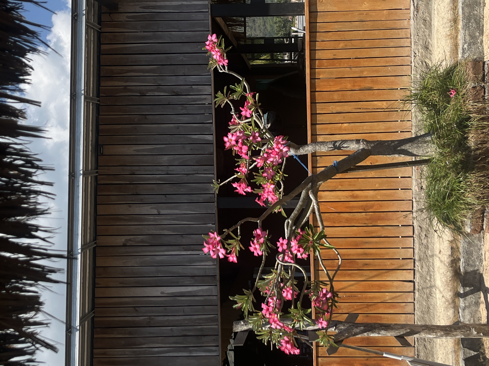 The image depicts a tree with pink flowers in front of a wooden building. The building has a dark wooden exterior and a thatched roof. A wooden fence is visible in front of the building. The ground is covered with sand and grass. The scene appears to be outdoors, possibly in a tropical location. The image is taken from a low angle, looking up at the tree and building. There are no people or animals visible in the image. The sky is cloudy. The location is Kertasari, Indonesia.