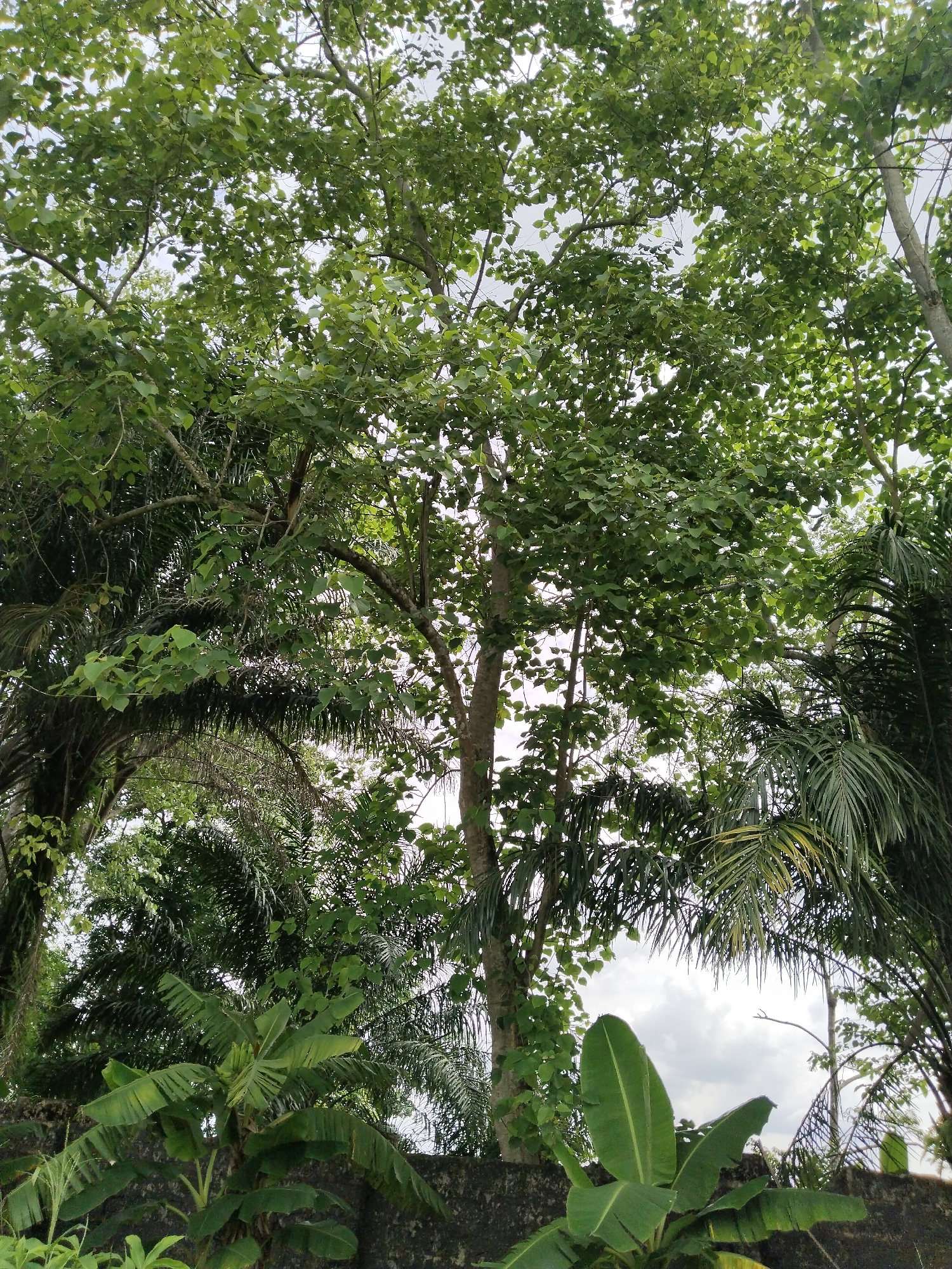 The image depicts a lush, tropical scene in Uyo, Nigeria. A large tree with broad, green leaves dominates the upper portion of the frame. Palm trees with feathery fronds are visible on the right side of the image, and other trees with smaller, darker leaves appear on the left. In the foreground, banana plants with large, oblong leaves grow against a rough, dark wall or structure. The sky is partially obscured by the foliage, revealing a cloudy, overcast day. There are no people visible in the frame. The overall impression is one of dense, tropical vegetation common in the region.
