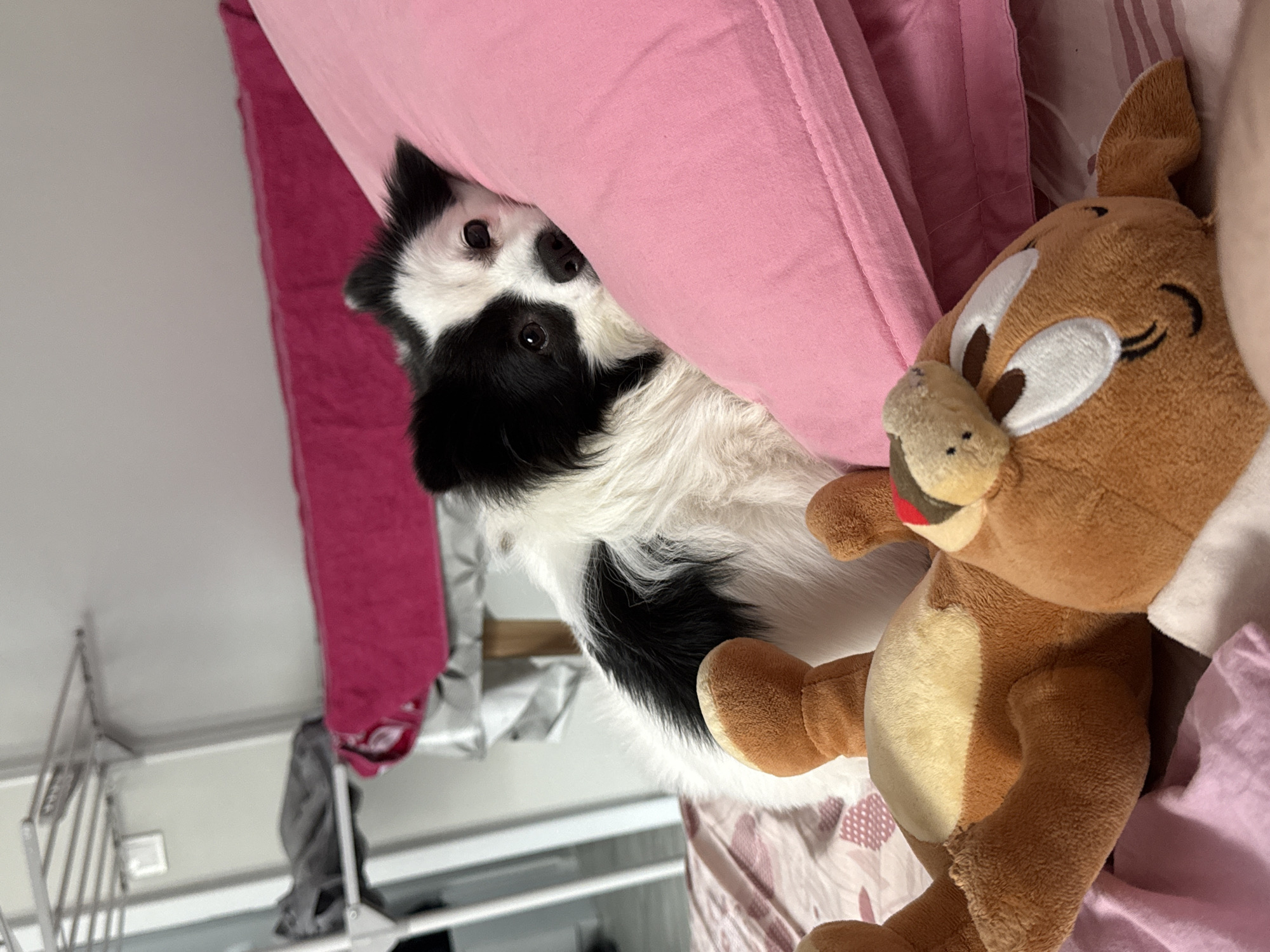 A black and white dog is lying next to a stuffed animal on a bed. The dog's head is resting on a pink pillow. The bed has a pink and white patterned sheet. A clothes drying rack is visible in the background. The location is not discernible from the image.