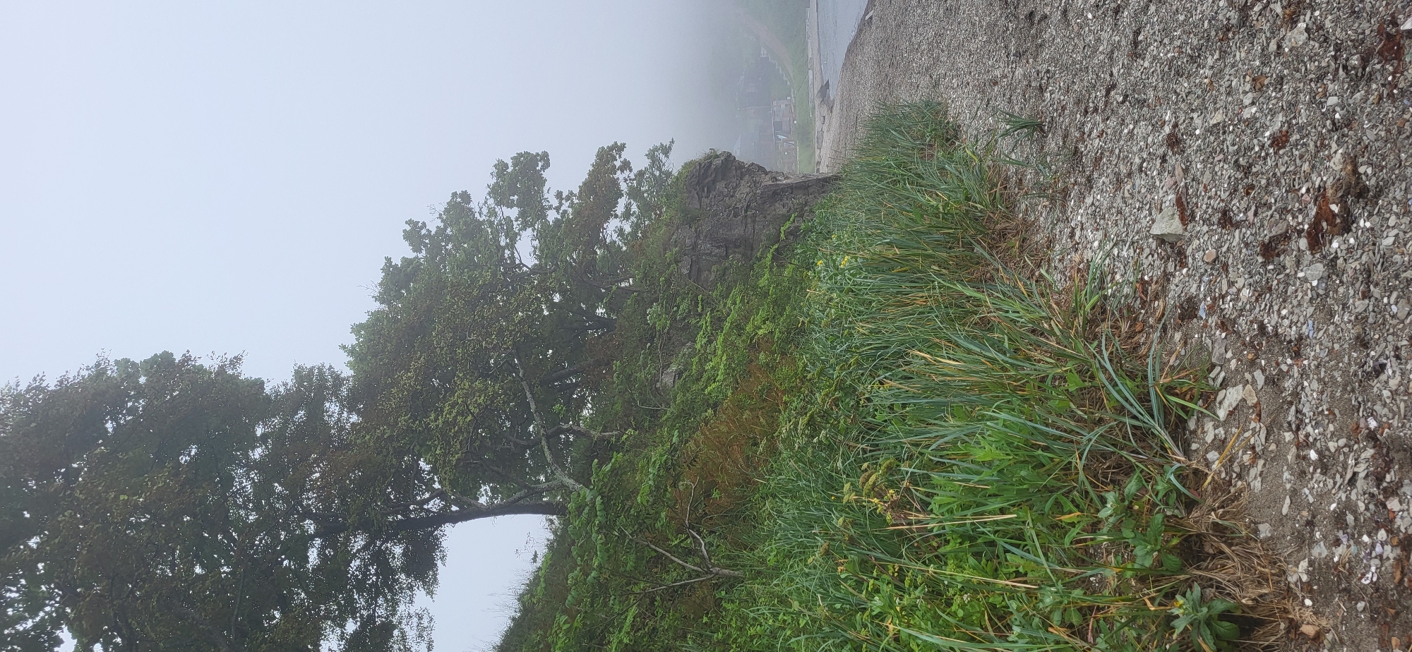 The image depicts a coastal scene in Slavyanka, Russia, on a foggy day. In the foreground, a rocky beach is covered with pebbles and shells. Tall, green grass grows along the edge of the beach, leading up to a steep, rocky incline. The incline is covered with dense vegetation, including trees and shrubs, with a prominent rocky cliff face on the right side. In the background, the fog obscures the view of the water and any distant structures. The overall atmosphere is serene and somewhat muted due to the foggy conditions.